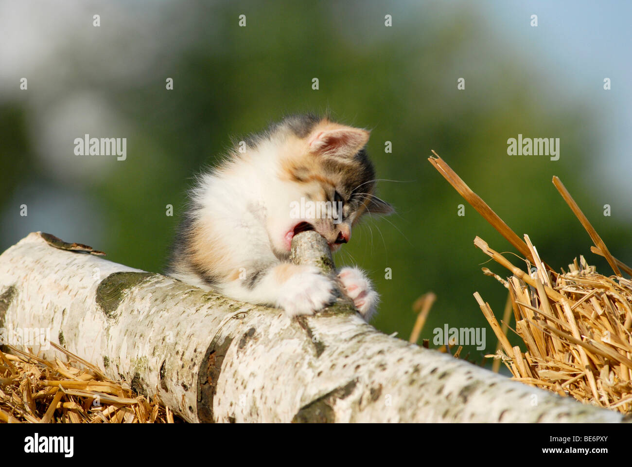 Hauskatze, Kätzchen sitzen auf einem Baumstamm Birke Stockfoto