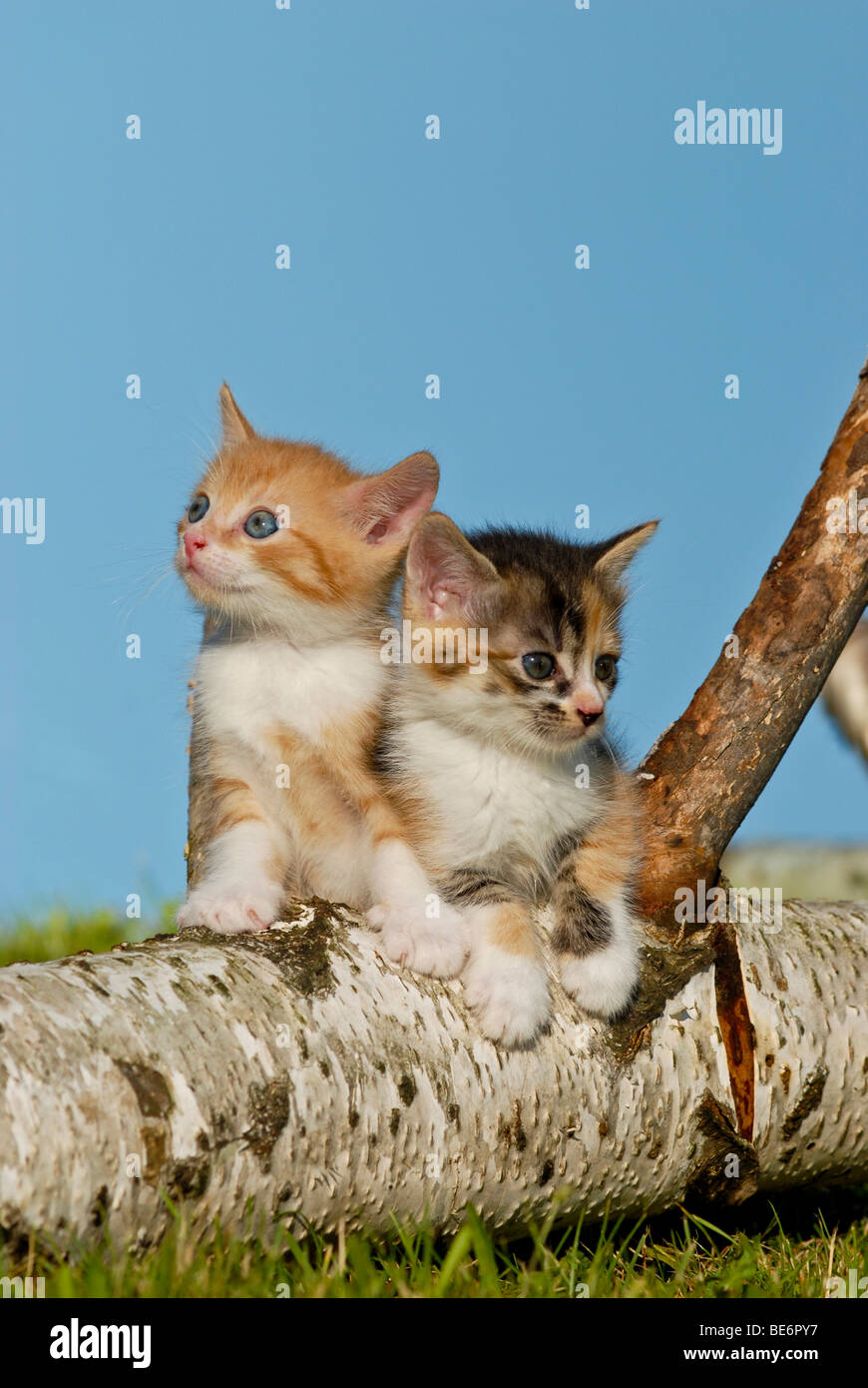 Zwei Hauskatzen, Kätzchen auf einem Birke Baumstamm Klettern Stockfoto