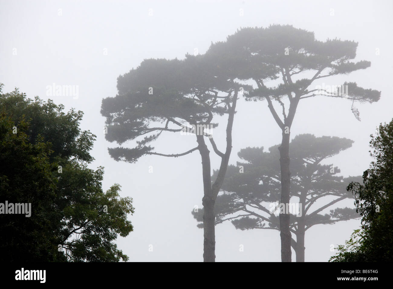 Kiefer Baum Silhouette in dichtem Nebel Stockfoto