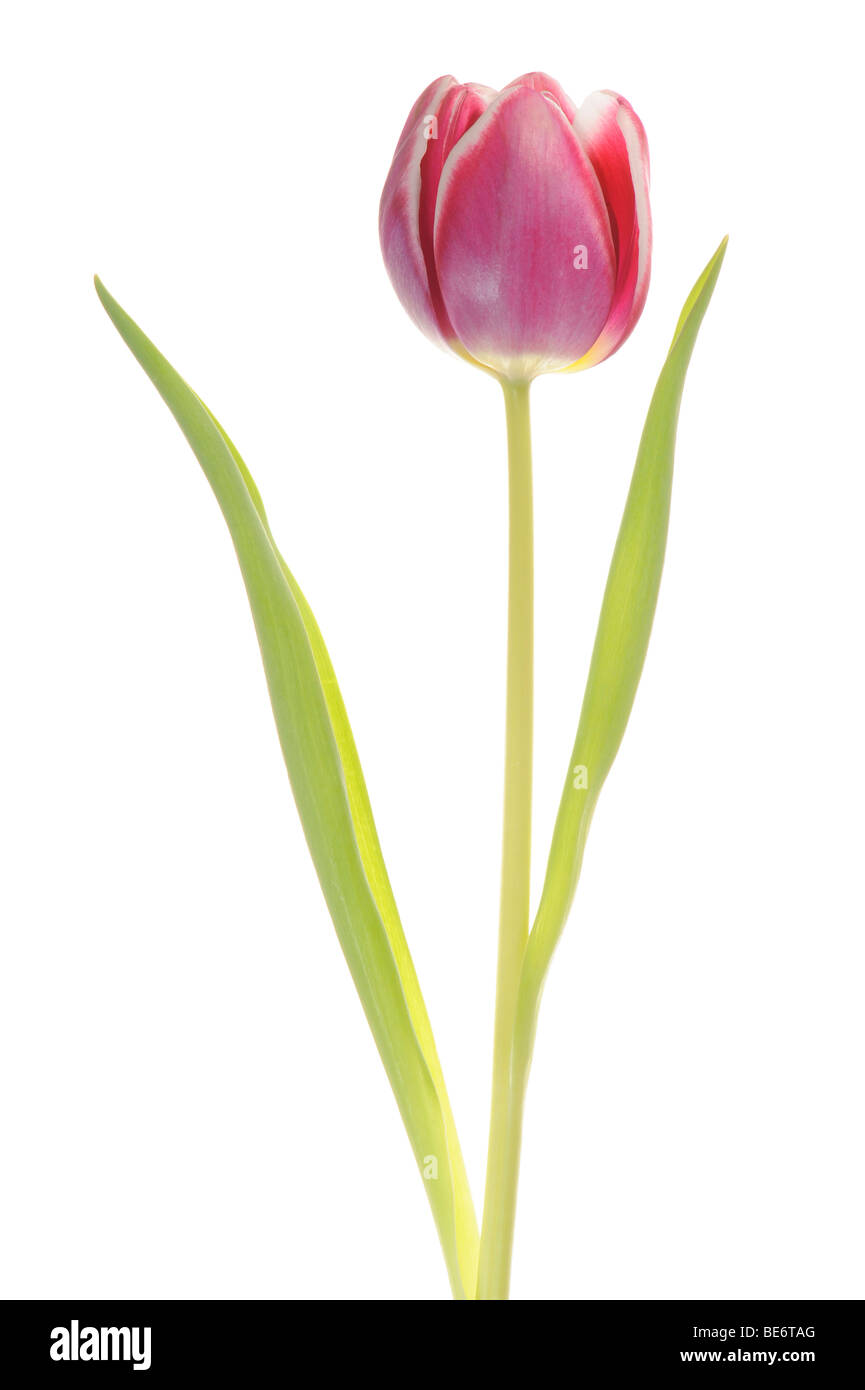 Tulpe (Tulipa) Stockfoto