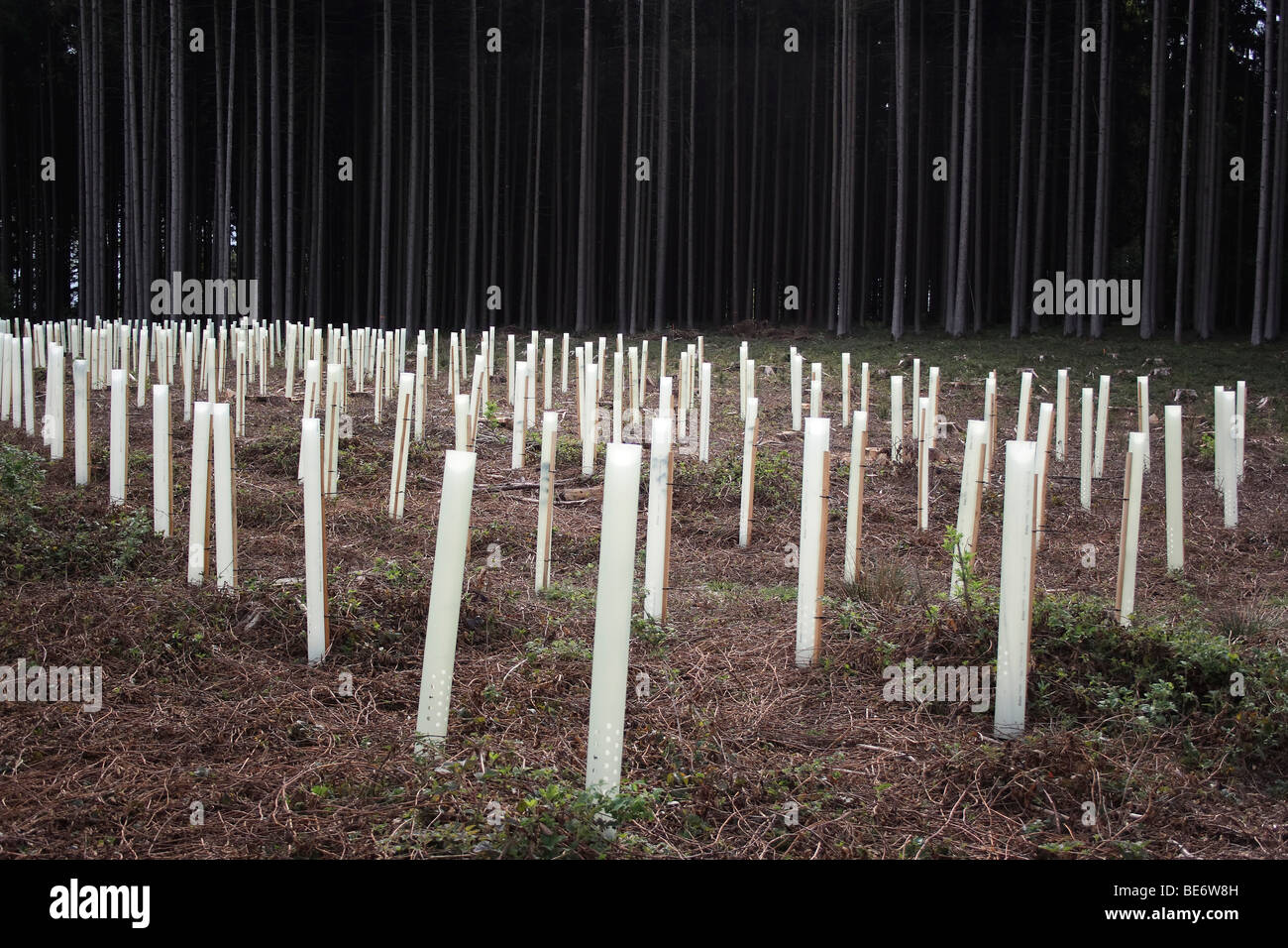 Folien als Schutz für Sämlinge von Bäumen Stockfoto