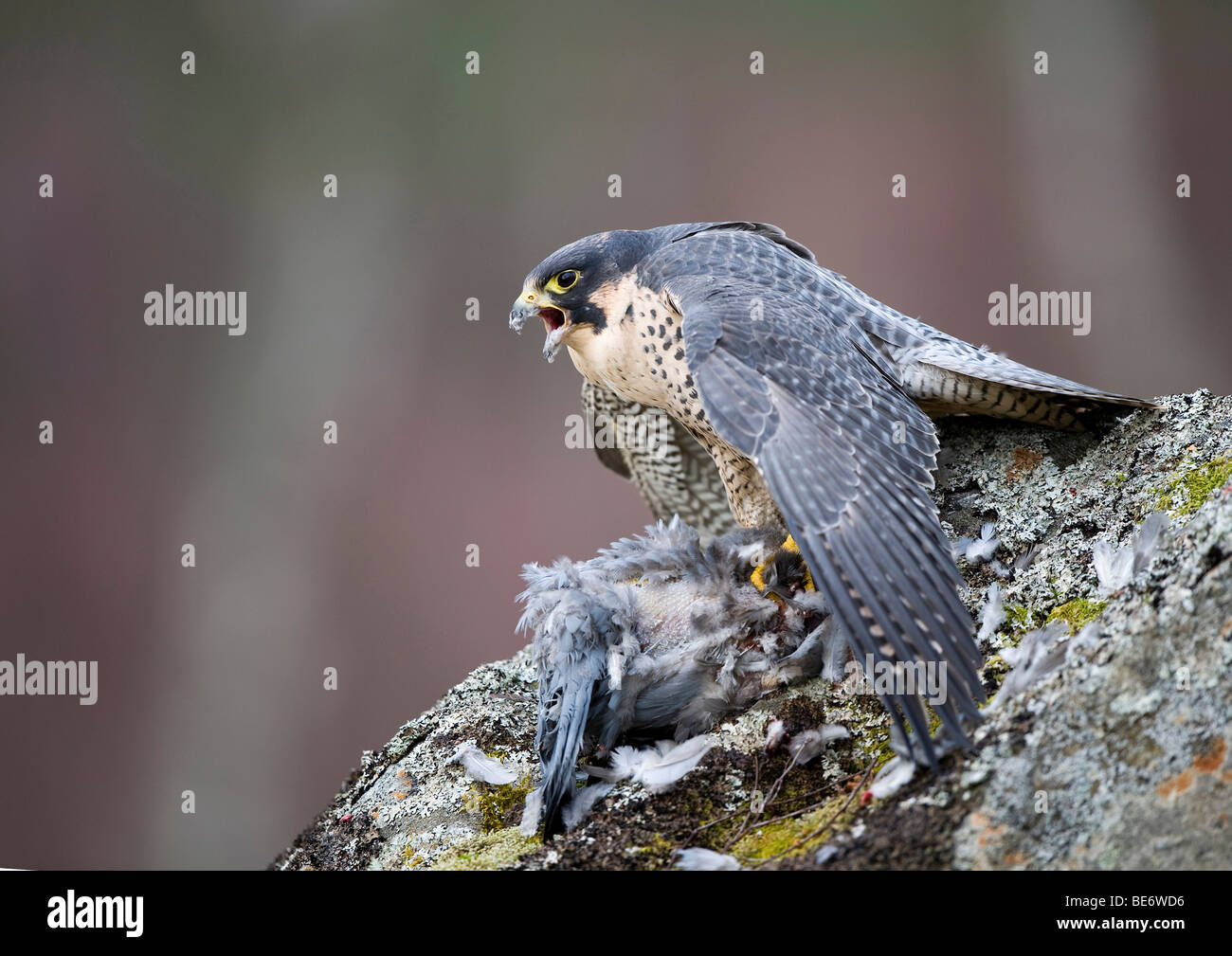 Wanderfalke (Falco Peregrinus) Stockfoto