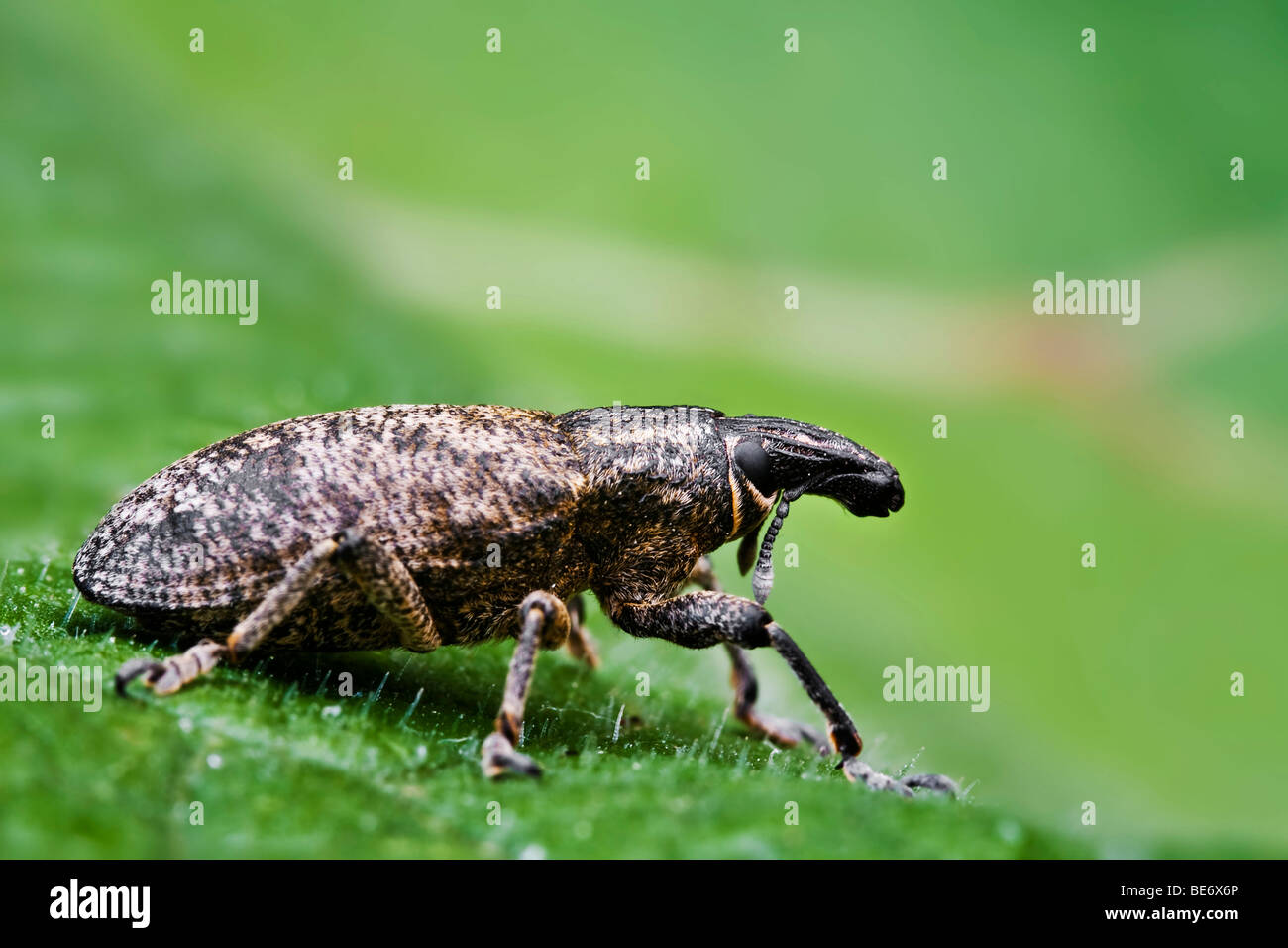 Rüsselkäfer (Curculionidae) Stockfoto