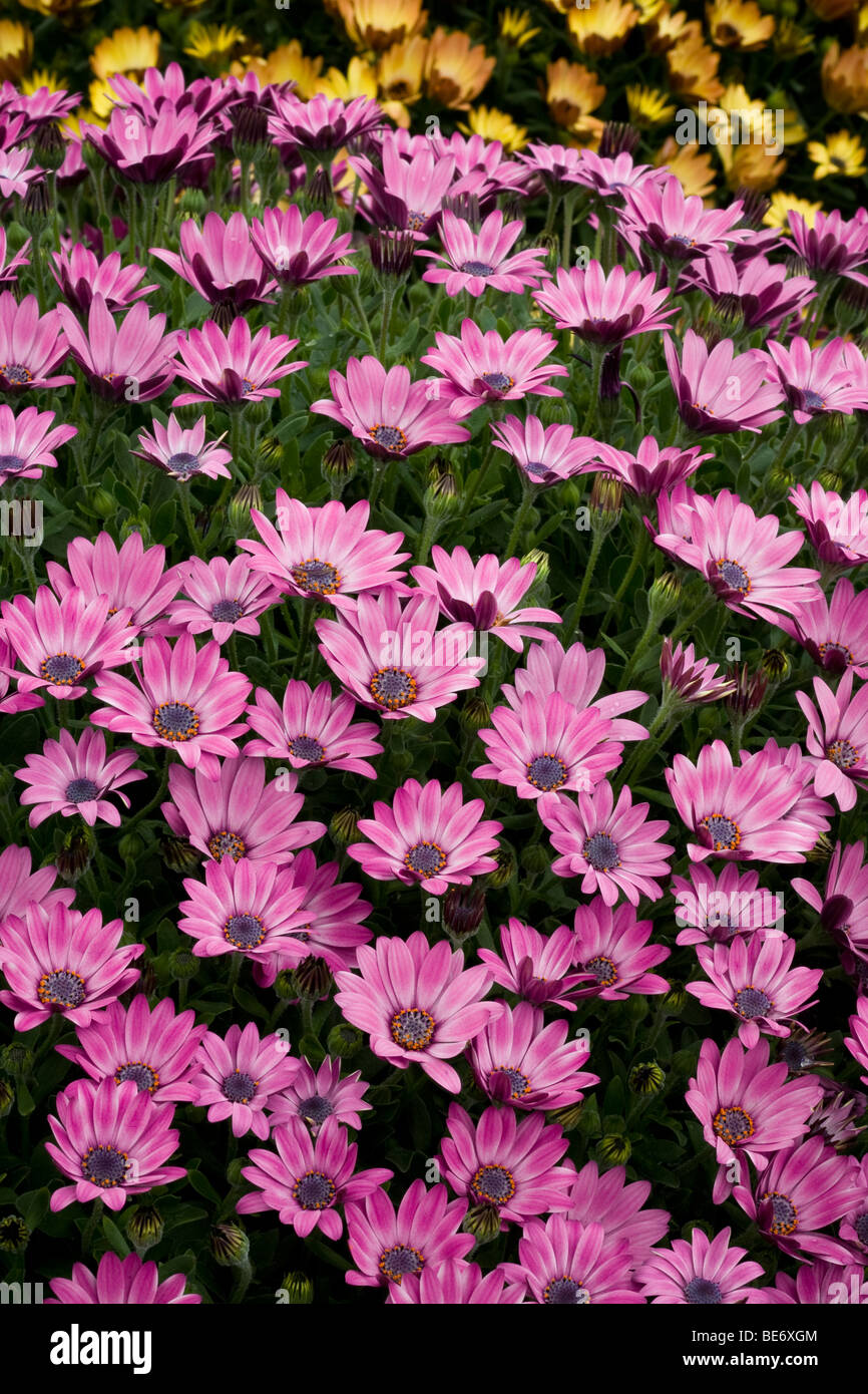 Herbers Osteospermum "Seite zeigen lila Bicolor" jährliche Blume Stockfoto