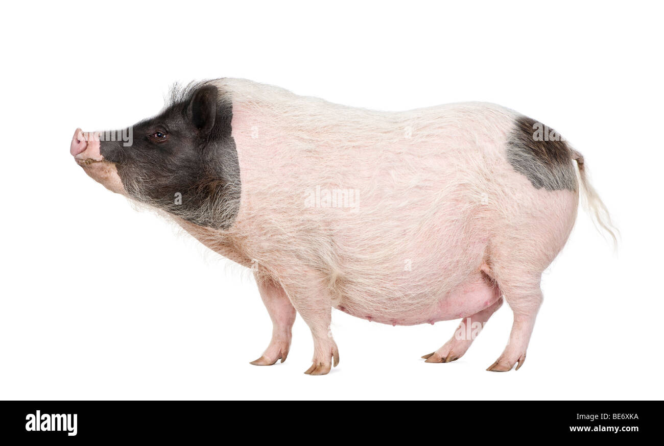 Seitenansicht des Göttingen Minipig stand vor weißem Hintergrund, Studio gedreht Stockfoto
