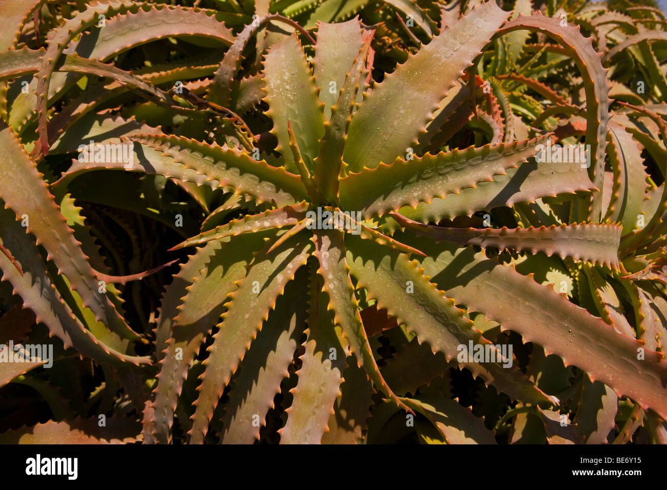 CA, USA - Red Hot Poker Kaktus Pflanze auf Santa Catalina Island Stockfoto
