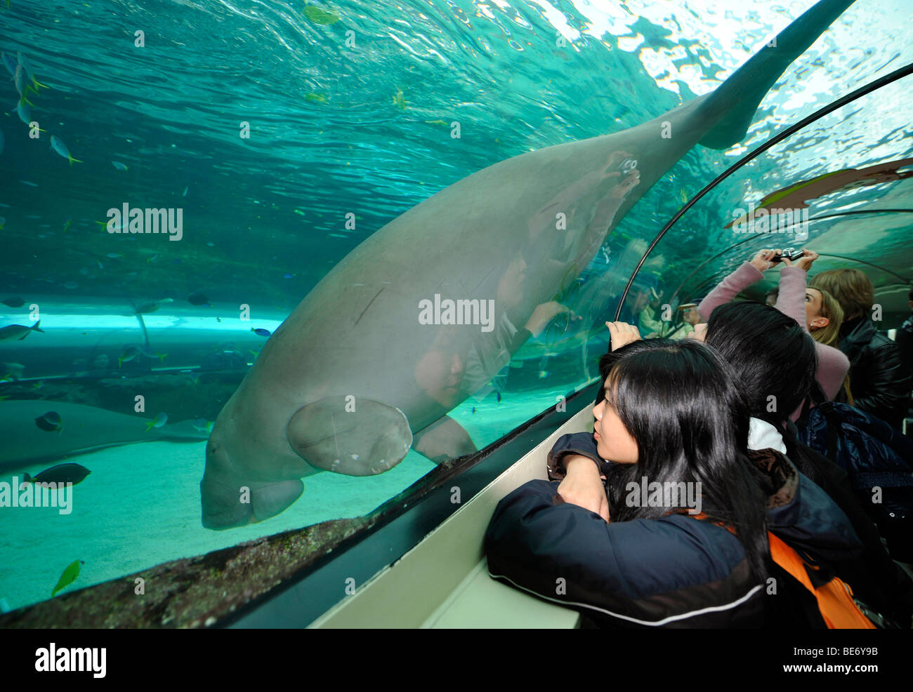 Dugong (Dugong Dugong), Besucher, in einen Tunnel aus Acryl, Großanzeige Aquarium, Aquarium von Sydney, Sydney, New South Wales, Austr Stockfoto