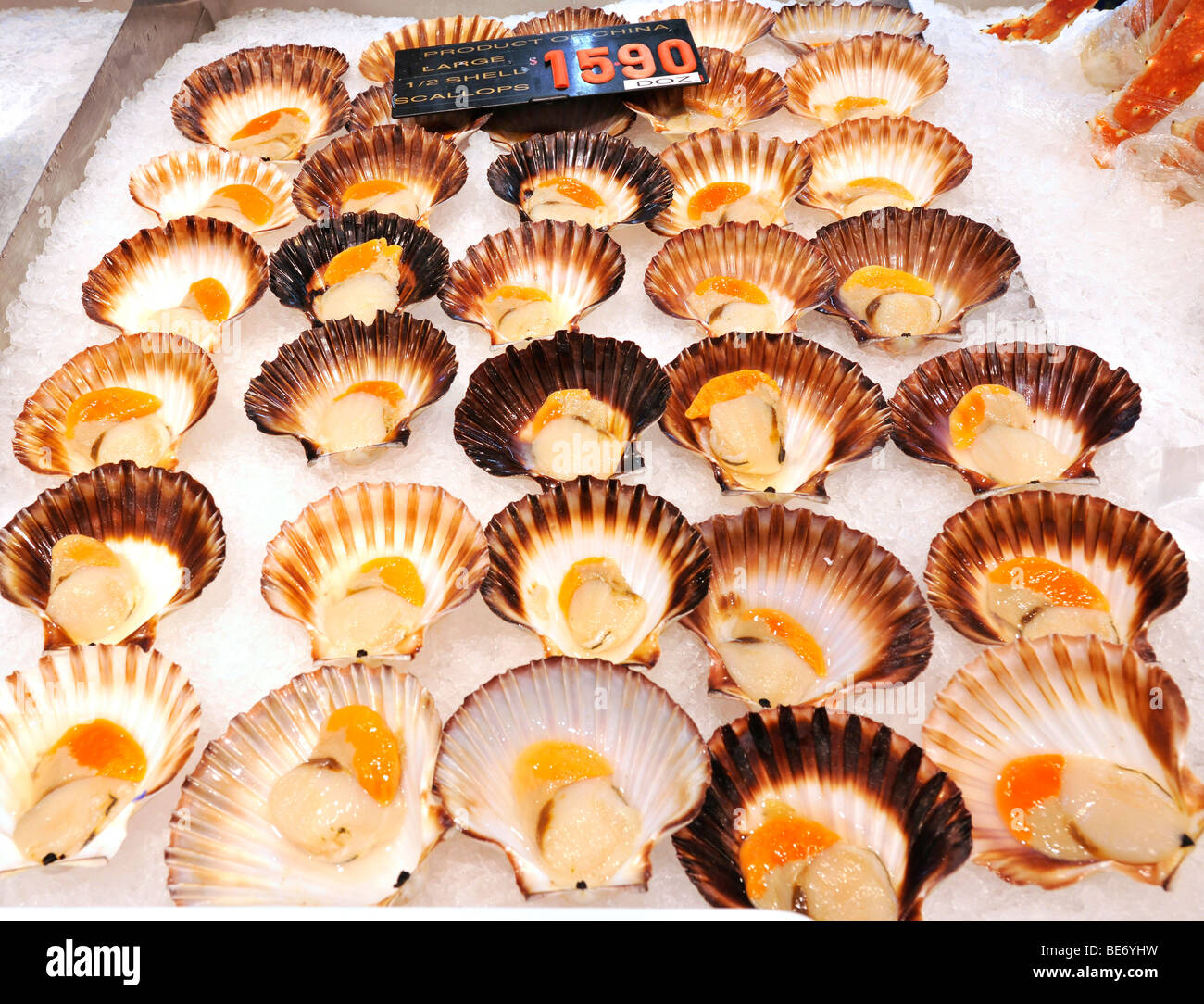 Frische australische Shell Jakobsmuscheln, Sydney Fish Market, Sydney, New South Wales, Australien Stockfoto