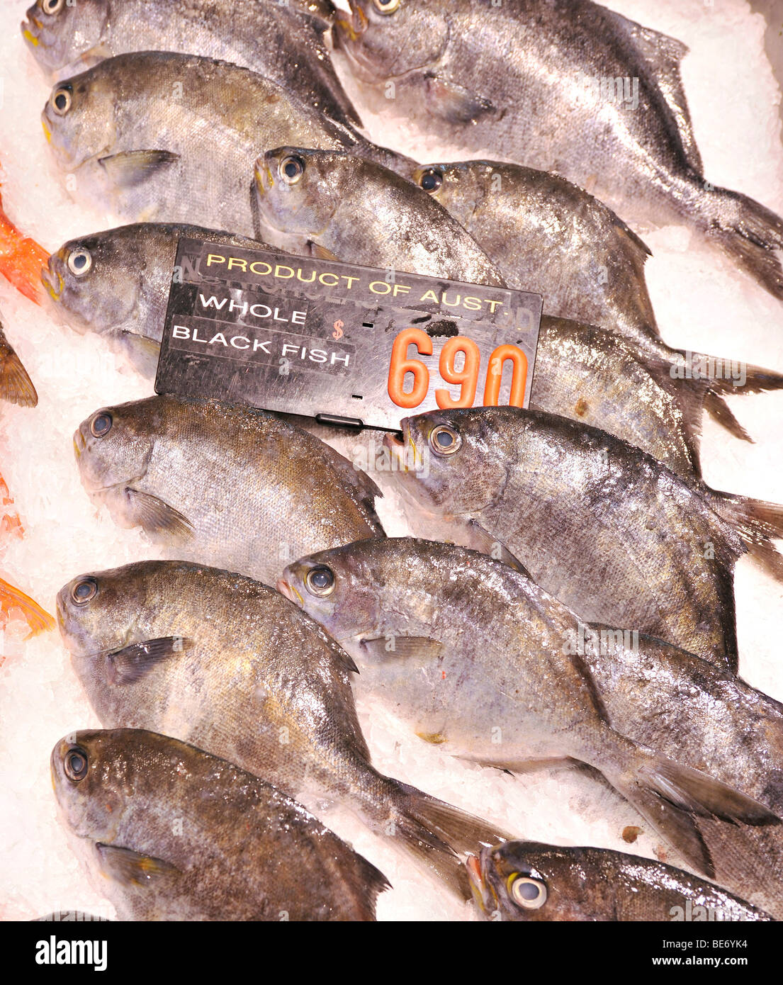Australischen Fluss Blackfish (Gadopsis Marmoratu), Sydney Fish Market, Sydney, New South Wales, Australien Stockfoto
