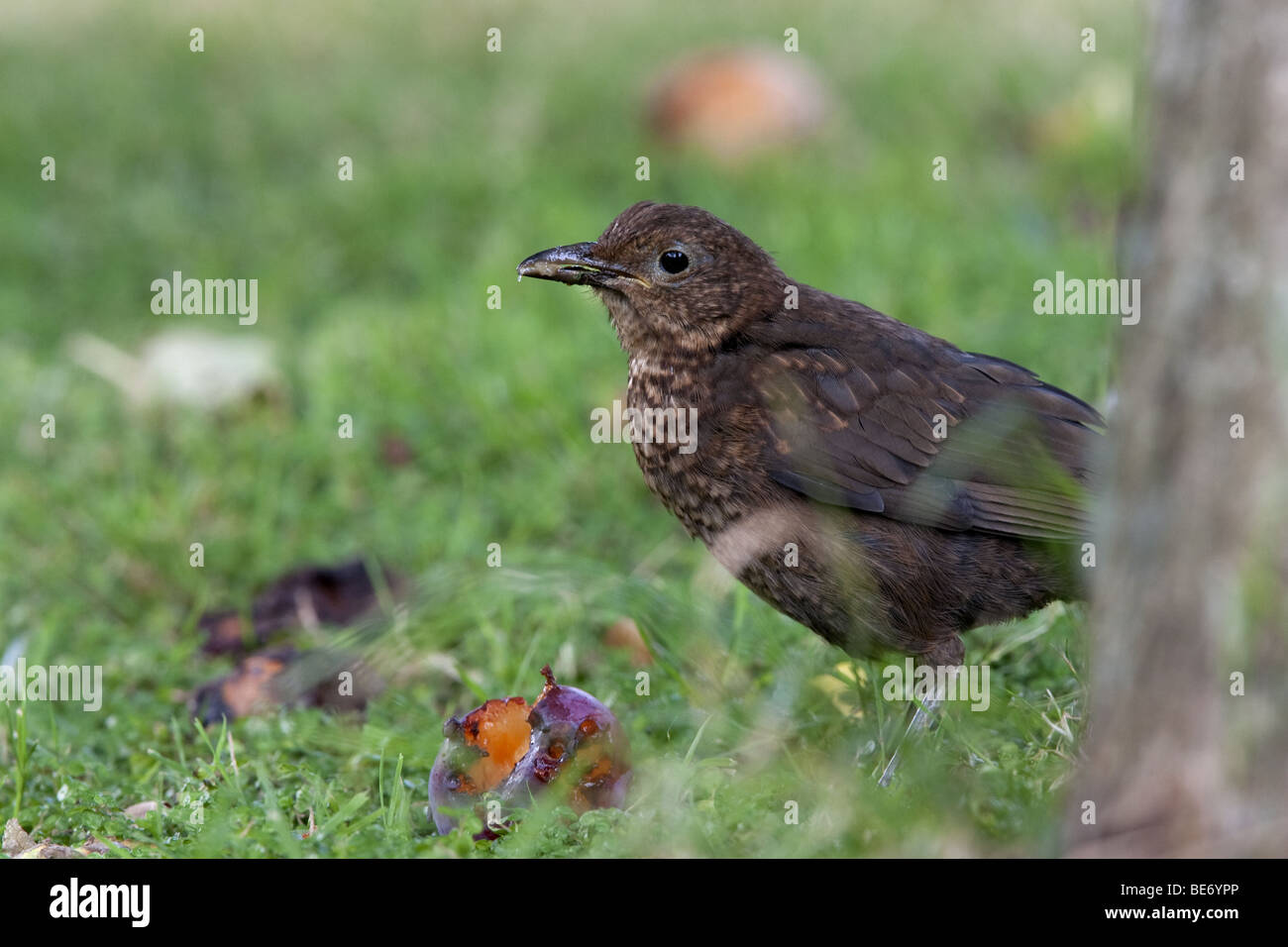 Blackbird - Turdus Merula essen Fleisch von einer unerwarteten Pflaumenmus Pflaume Stockfoto