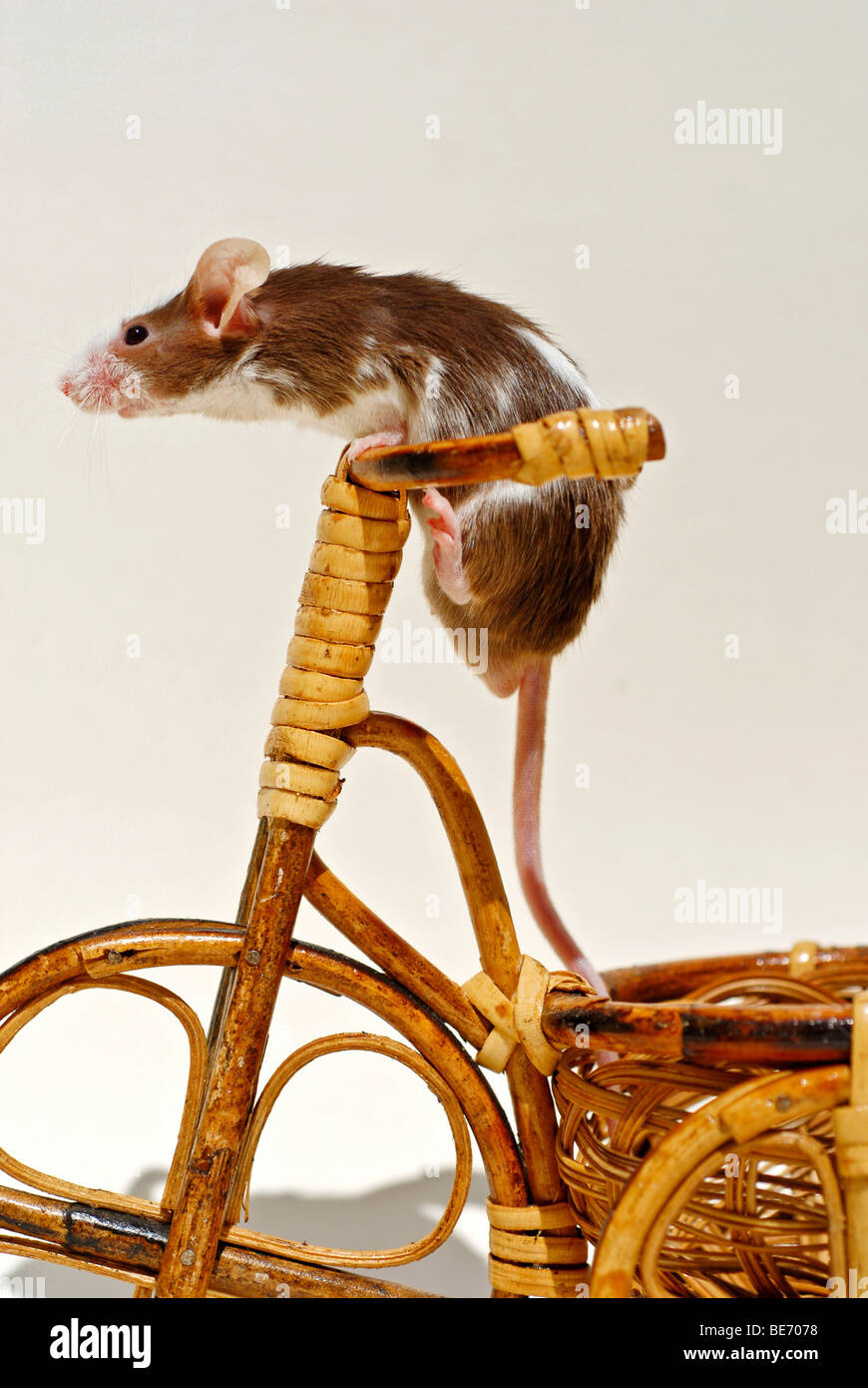 Ausgefallene Maus auf einem dekorativen Dreirad gemacht von willow Stockfoto