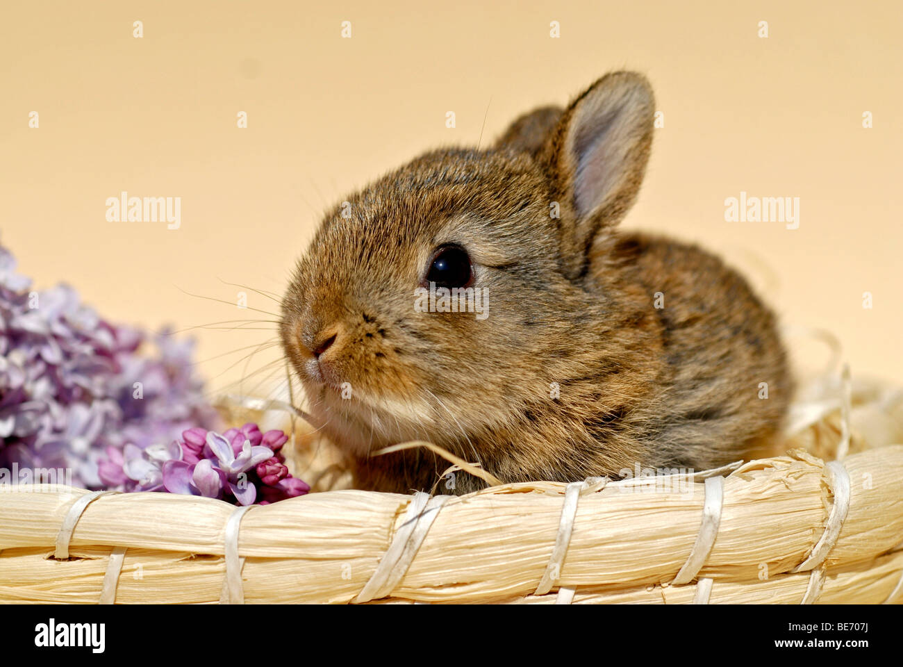 Junge Zwerg Kaninchen, 4 Wochen alt, sitzen in einem Korb Stockfoto