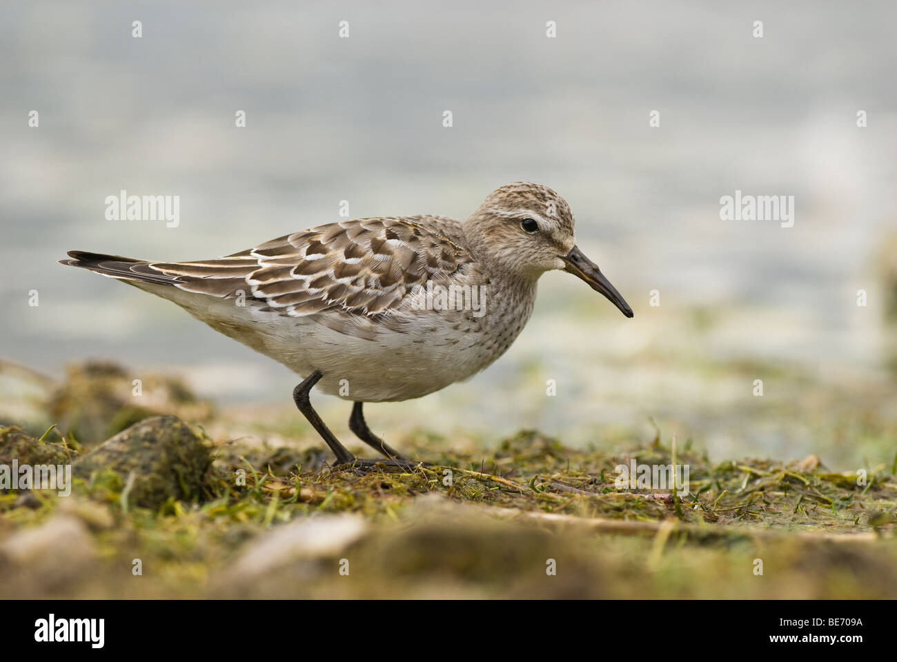 Weißes-rumped Sandpiper am Rande der Qualitätsorientierung Pool Stockfoto