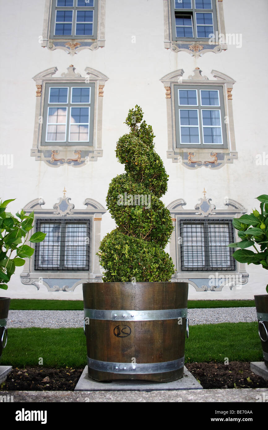 Boxtree im Schloss Garten von Schloss Zeil, Schloss Zeil, Landkreis Ravensburg, Allgäu, Oberschwaben, Baden-Württemberg, G Stockfoto