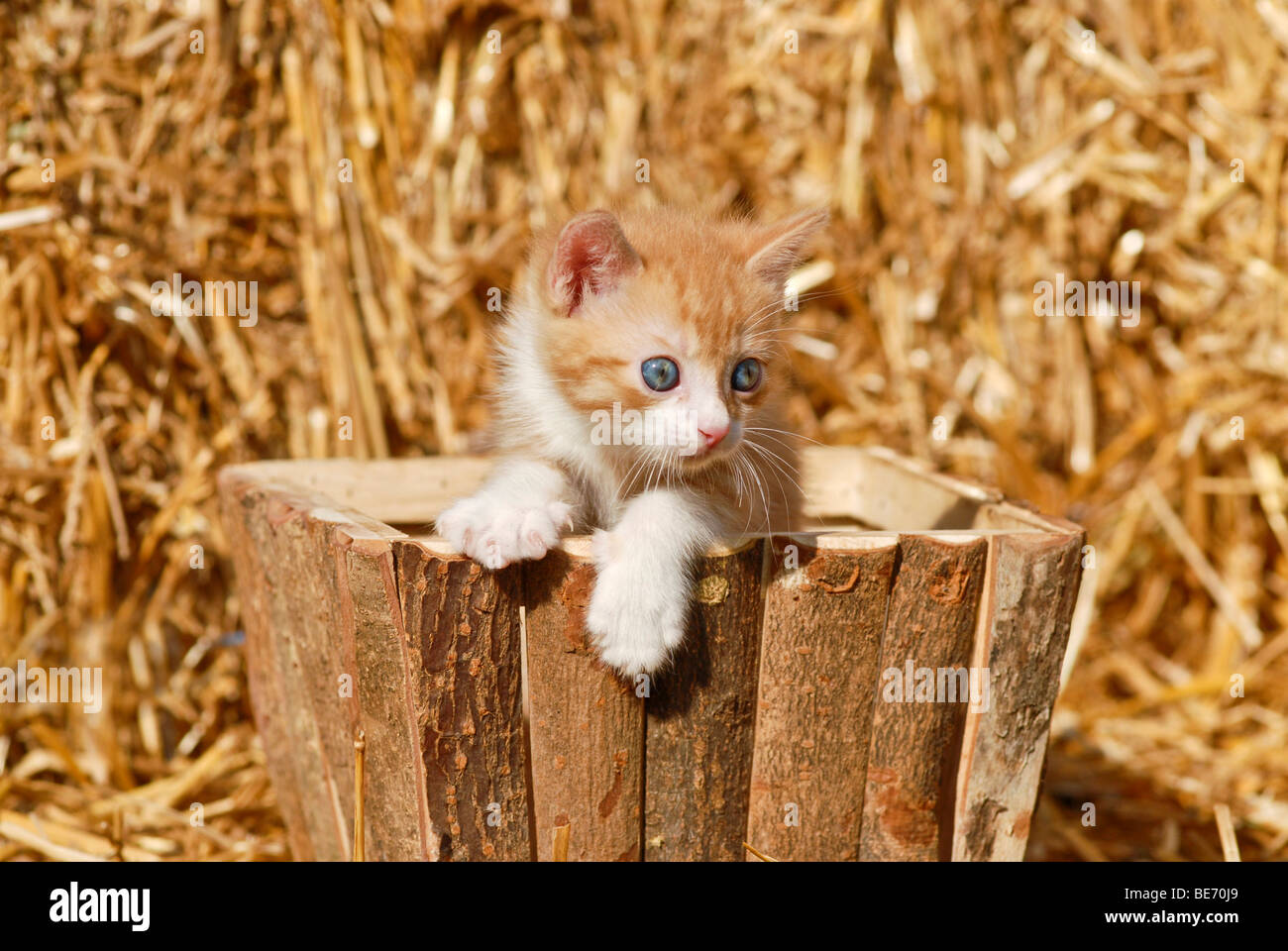 Hauskatze, Katze in einer Holzkiste vor Stroh Stockfoto