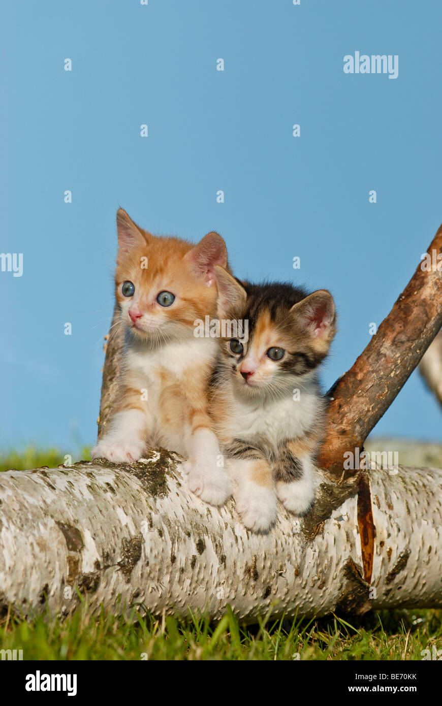 Zwei Hauskatzen, Kätzchen auf einem Birke Baumstamm Klettern Stockfoto