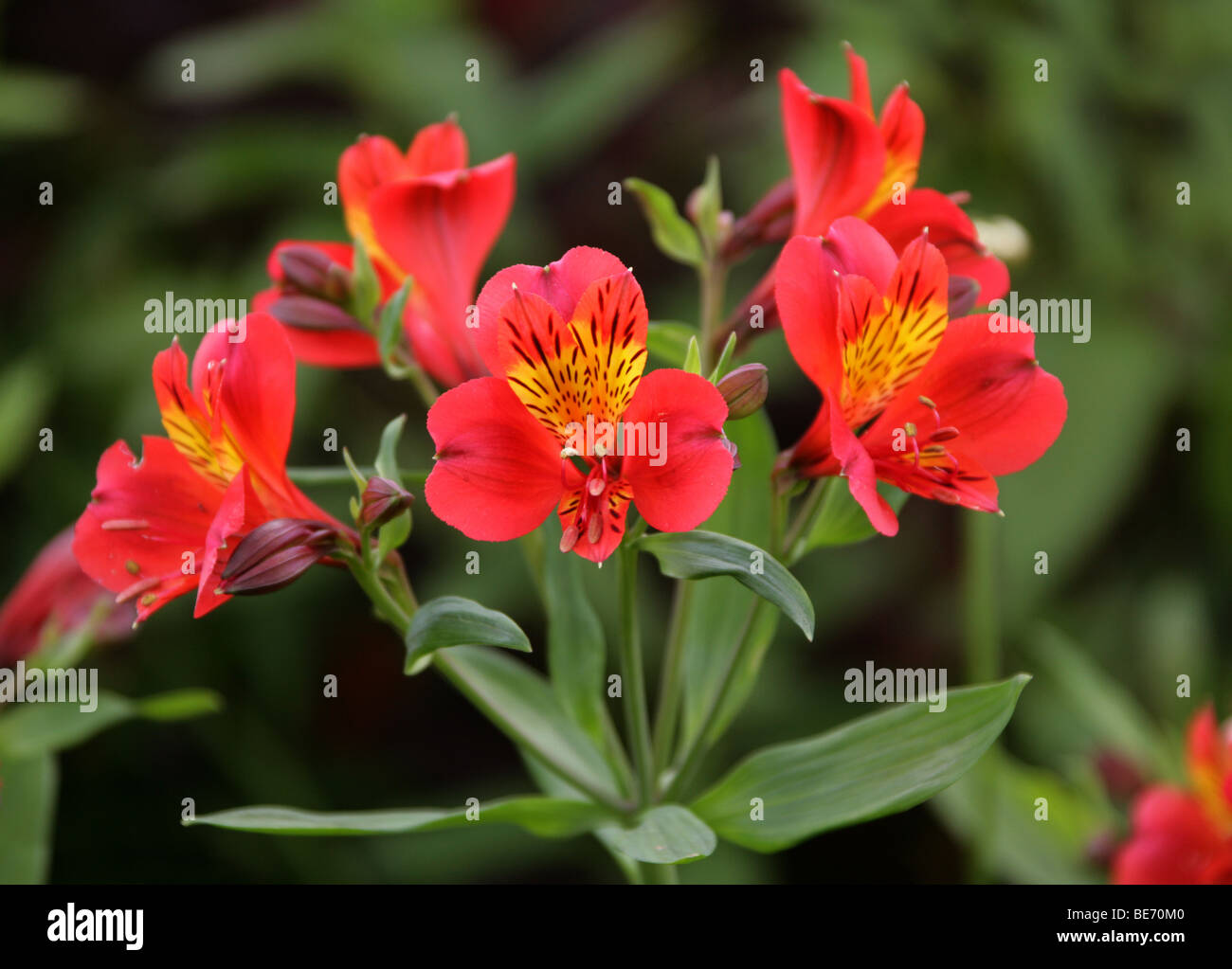 Peruanische Lilie oder Lilie der Inka (Alstroemeria 'Red Beauty', Cultivar), Alstroemeriaceae. Peru, Südamerika. Stockfoto