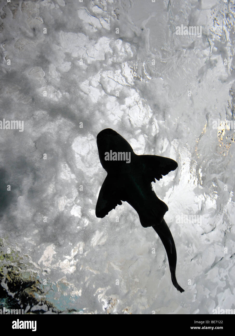 Unten Sie Blick auf einen Port Jackson Hai (Heterodontus Portusjacksoni) in einen Tunnel aus Acryl, Großanzeige Aquarium Sydney Aquarium Stockfoto