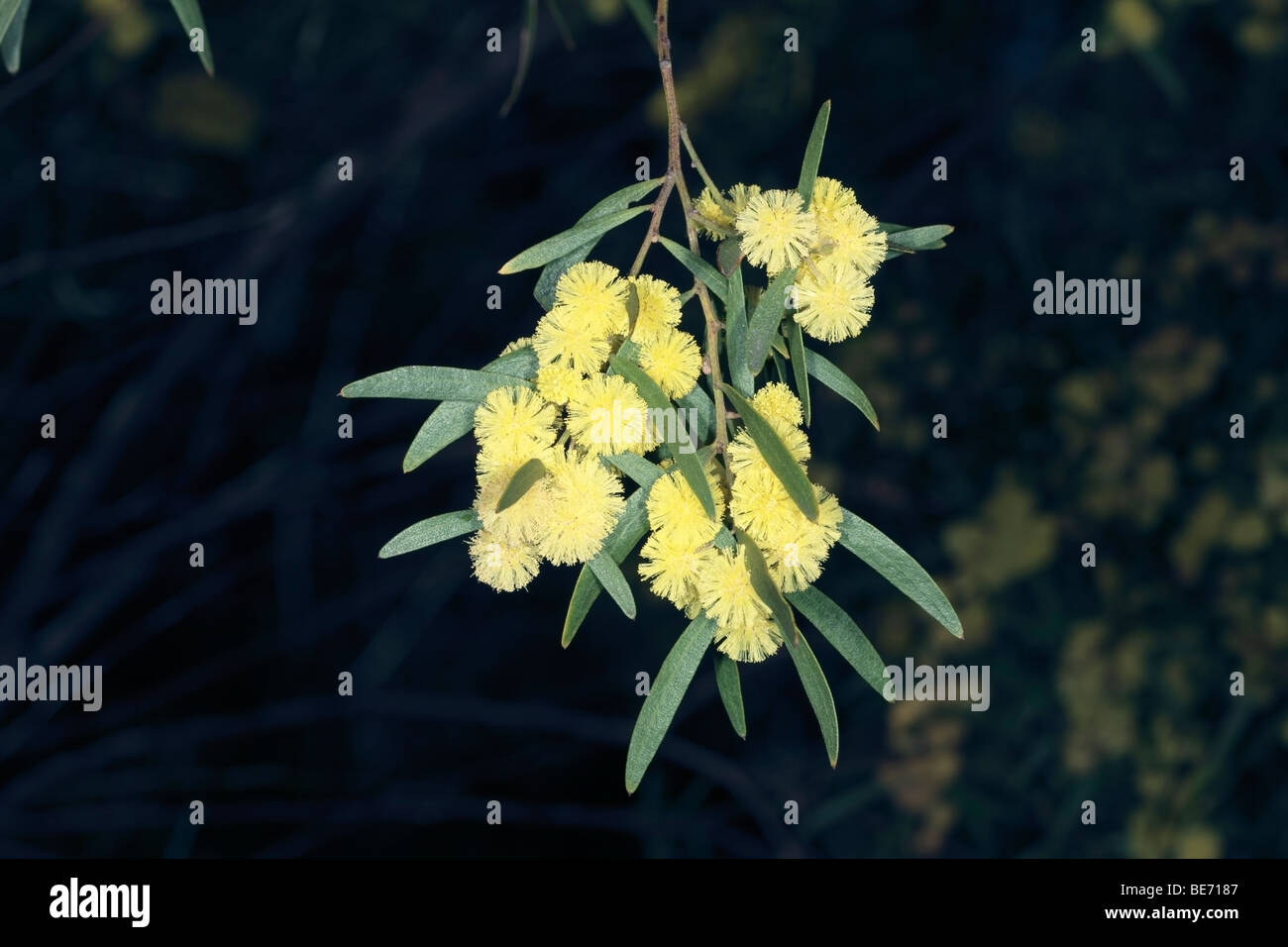 Flinders Range-Akazie - Acacia Iteaphylla - Familie Fabaceae Stockfoto