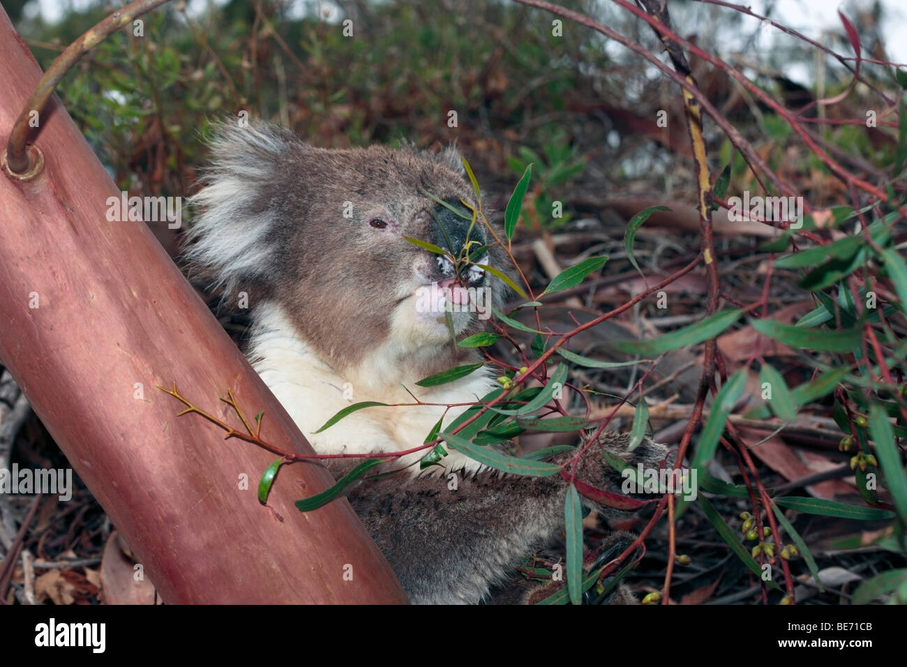 Nahaufnahme von Koala Eukalyptus-Blätter-Phascolarctus Cinereus-Familie Phascolarctidae Essen Stockfoto