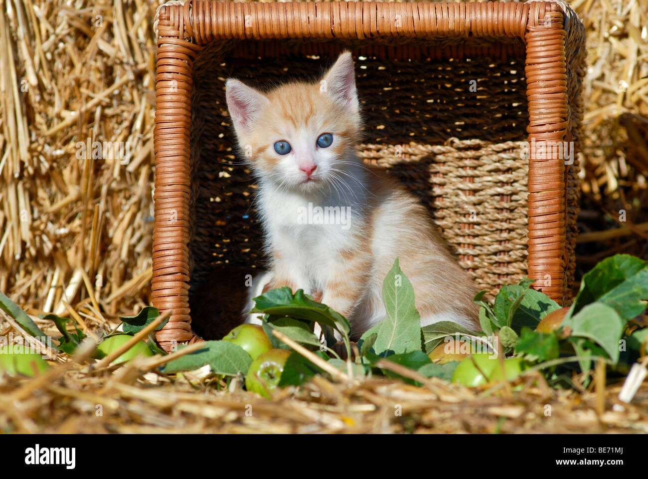 Hauskatze, Kätzchen in einem umgestürzten Weidenkorb vor Stroh Stockfoto