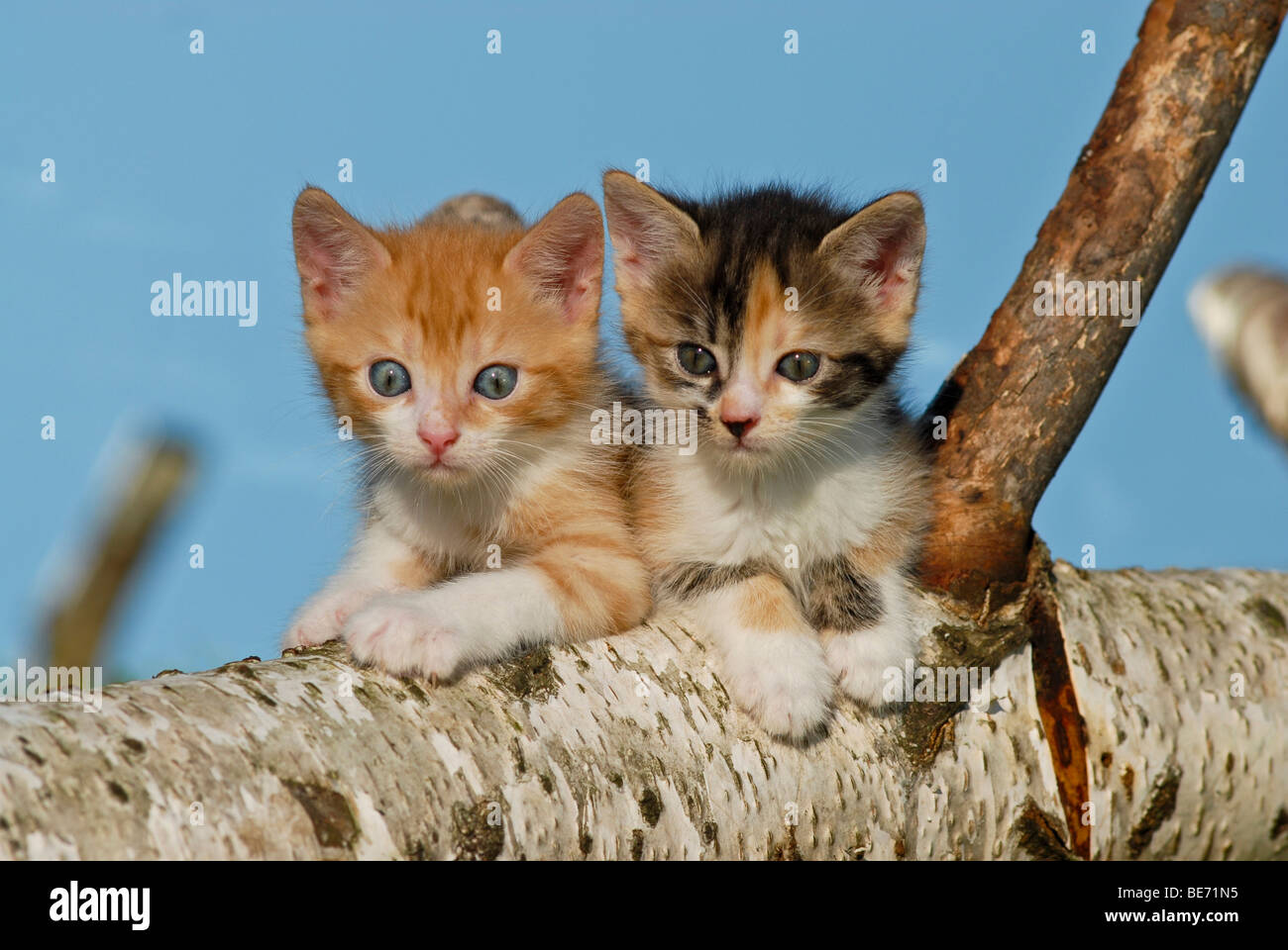 Zwei Hauskatzen, Kätzchen auf einem Birke Baumstamm Klettern Stockfoto