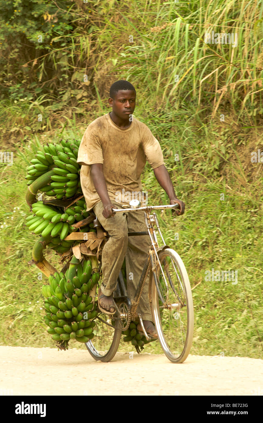 Mann, die Transport von Bananen auf dem Fahrrad in Uganda. Stockfoto