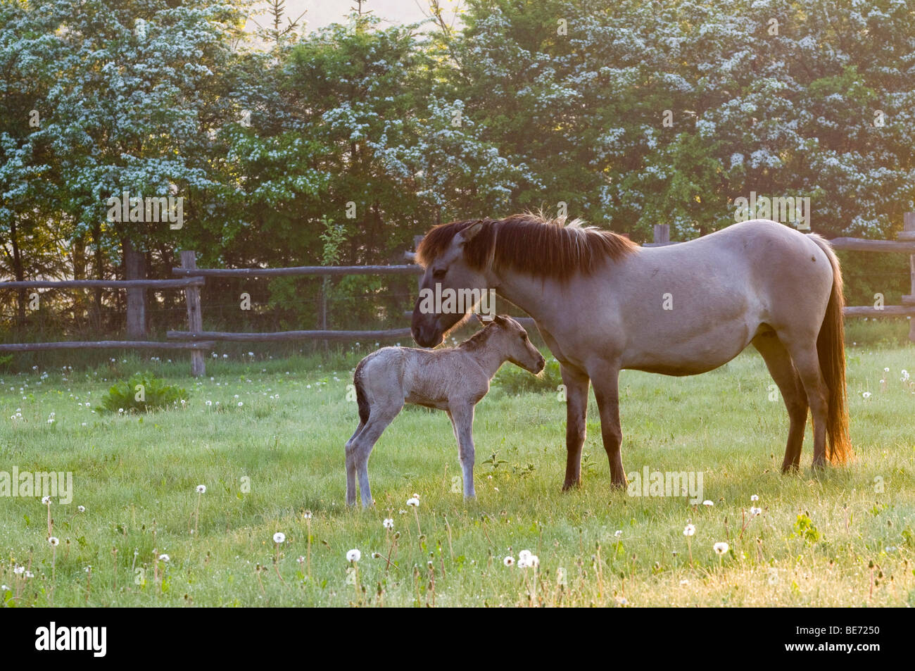 Konik-Pferd, Stute und Fohlen, Pielach in der Nähe von Loosdorf, Upper Austria, Europe Stockfoto