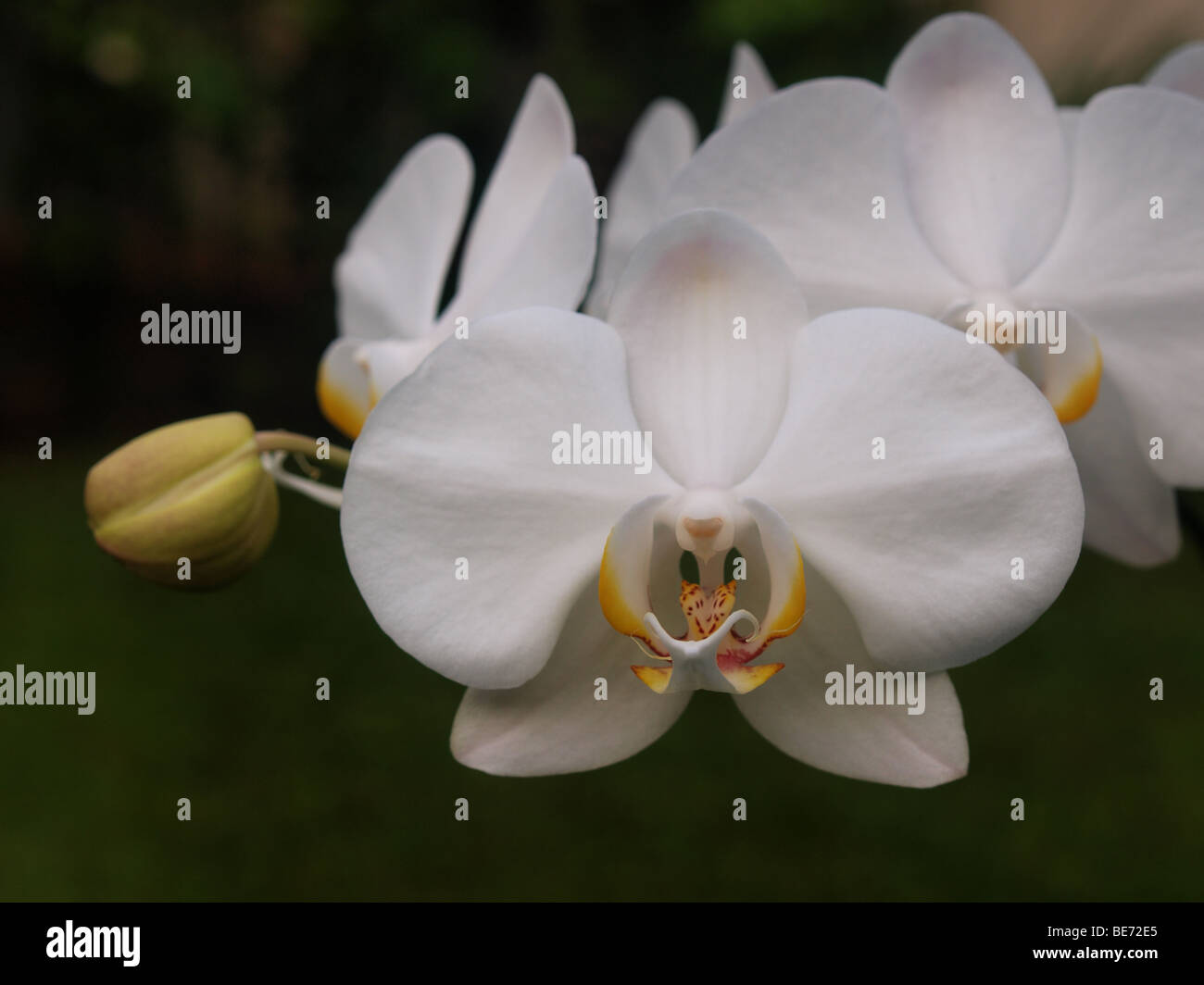 Eines der beliebtesten Blume in Indonesien und gewordenes der indonesische Nationalblume Stockfoto