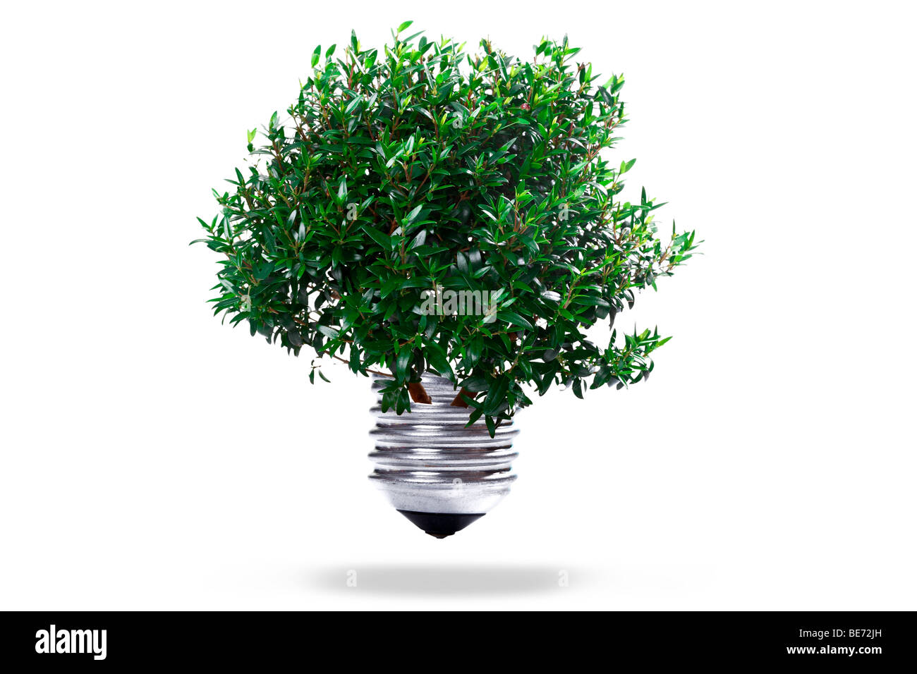 Baum wächst aus einer Zwiebel, symbolisch für grünen Strom und erneuerbare Energien Stockfoto