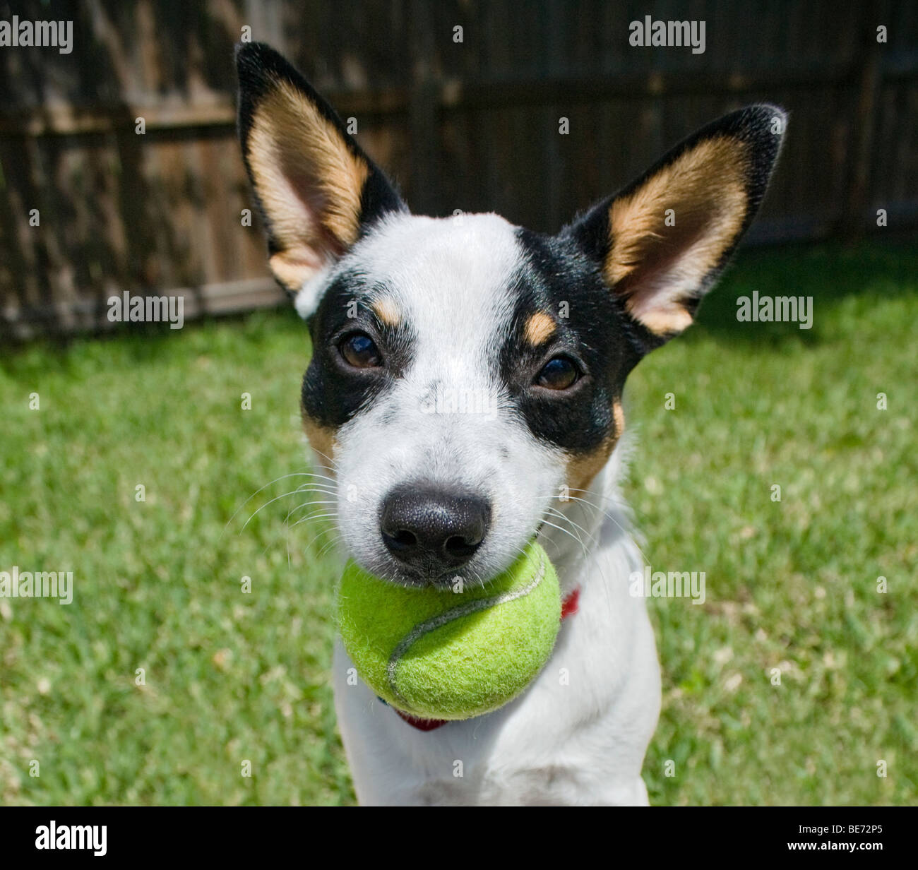 Ratte Terrier Welpe Spiel mit Tennisball in einem Hinterhof Stockfoto