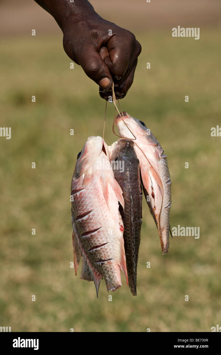 Eine schwarze handholding aufgereiht Tilapia Fisch in Uganda. Stockfoto