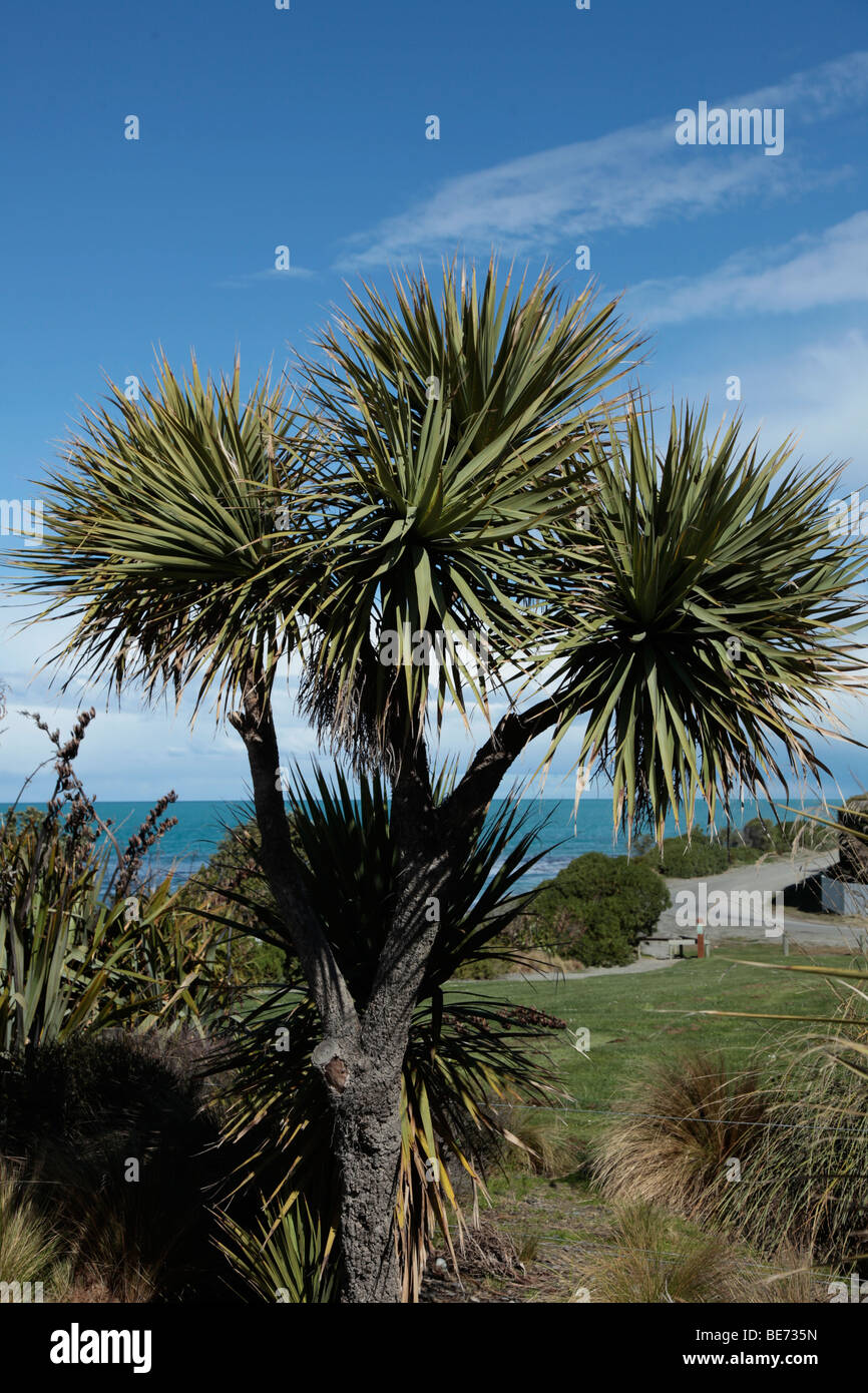 Native New Zealand Kohl Baum (Cordyline Australis), Timaru, South Canterbury, Südinsel, Neuseeland Stockfoto