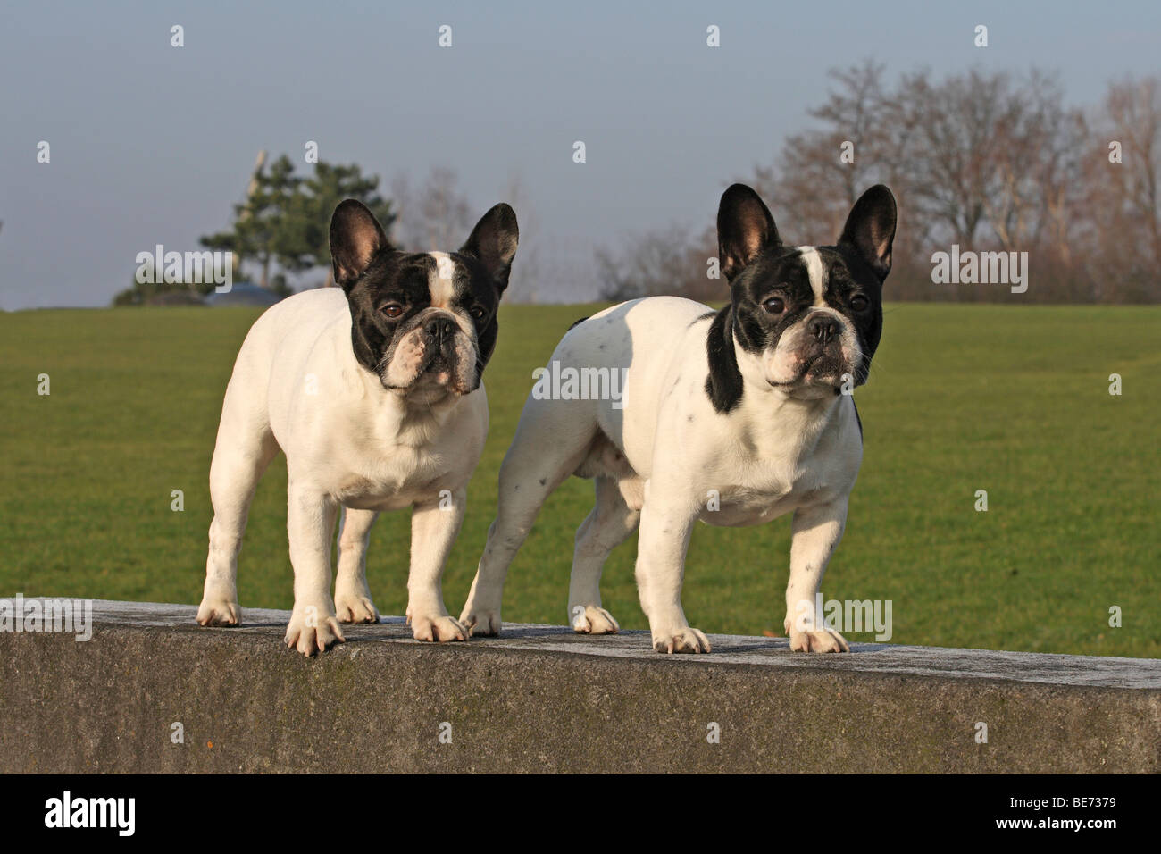 2 Französische Bulldoggen, Männlich, stehend nebeneinander an eine Wand Stockfoto