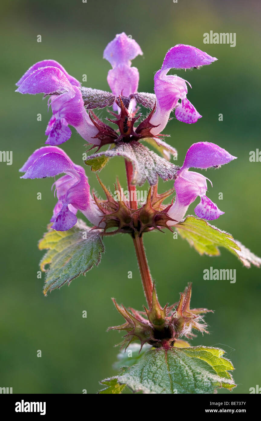 Weiße Taubnessel (Lamium Maculatum), entdeckt Pielach in der Nähe von Loosdorf, Upper Austria, Europe Stockfoto