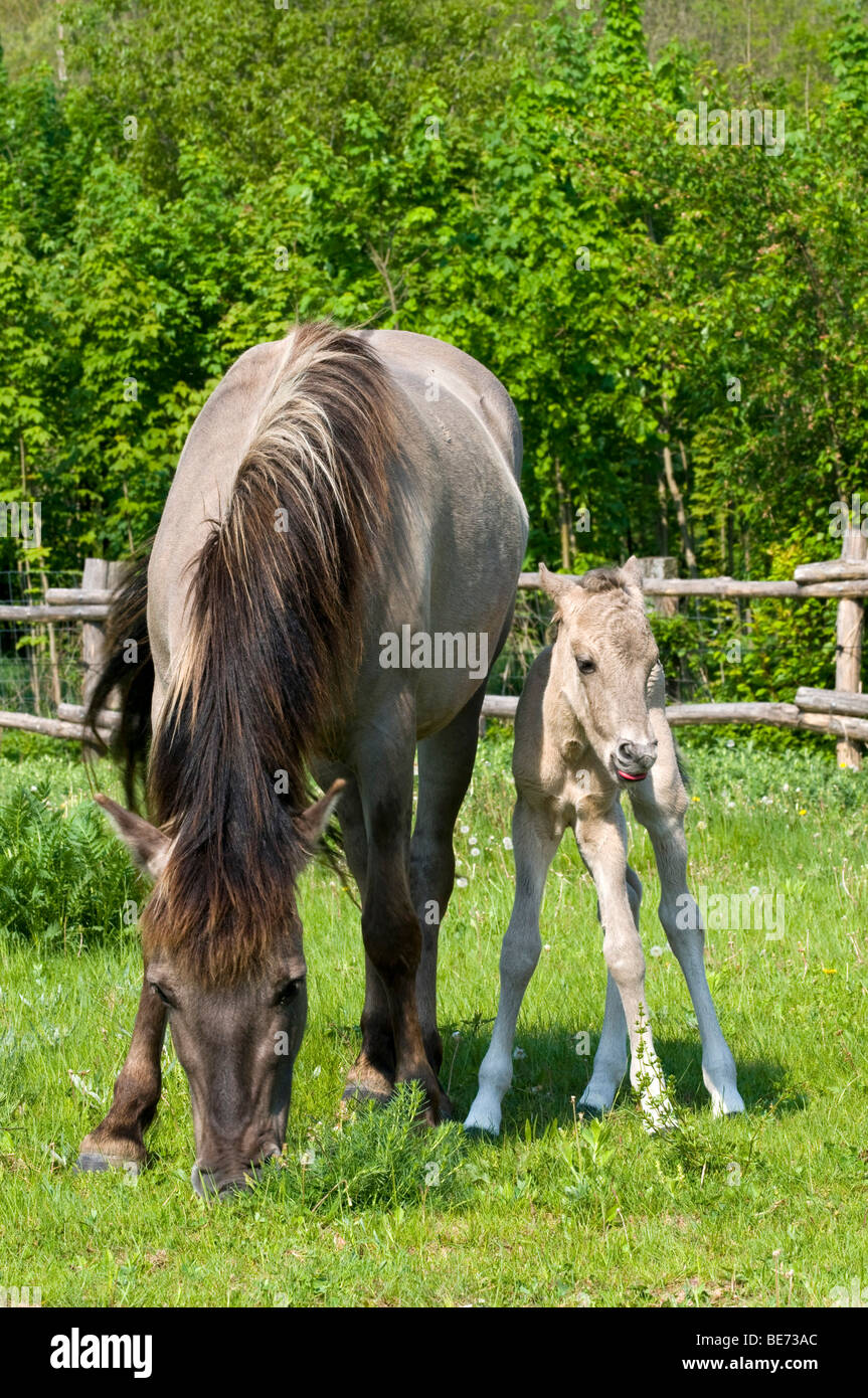 Konik-Pferd, Stute und Fohlen, Pielach in der Nähe von Loosdorf, Upper Austria, Europe Stockfoto