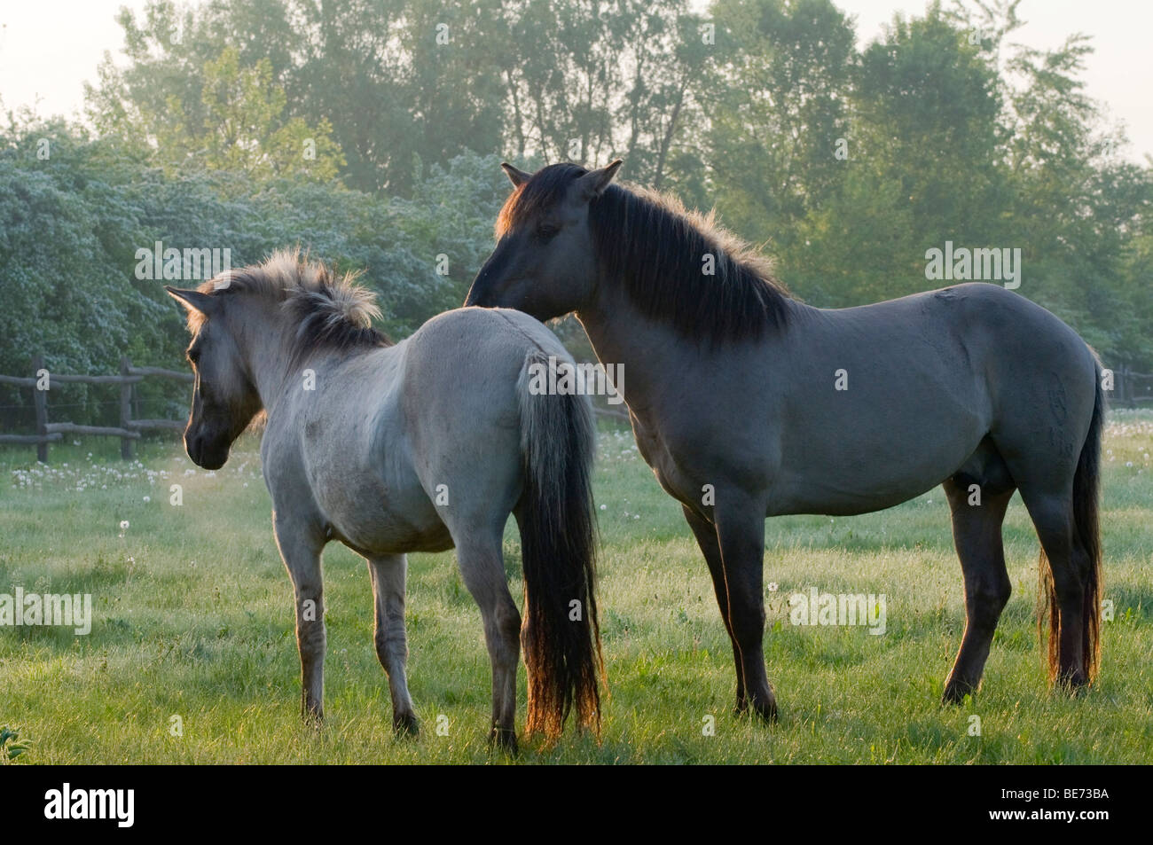 Konik-Pferde, Pielach in der Nähe von Loosdorf, Upper Austria, Europe Stockfoto
