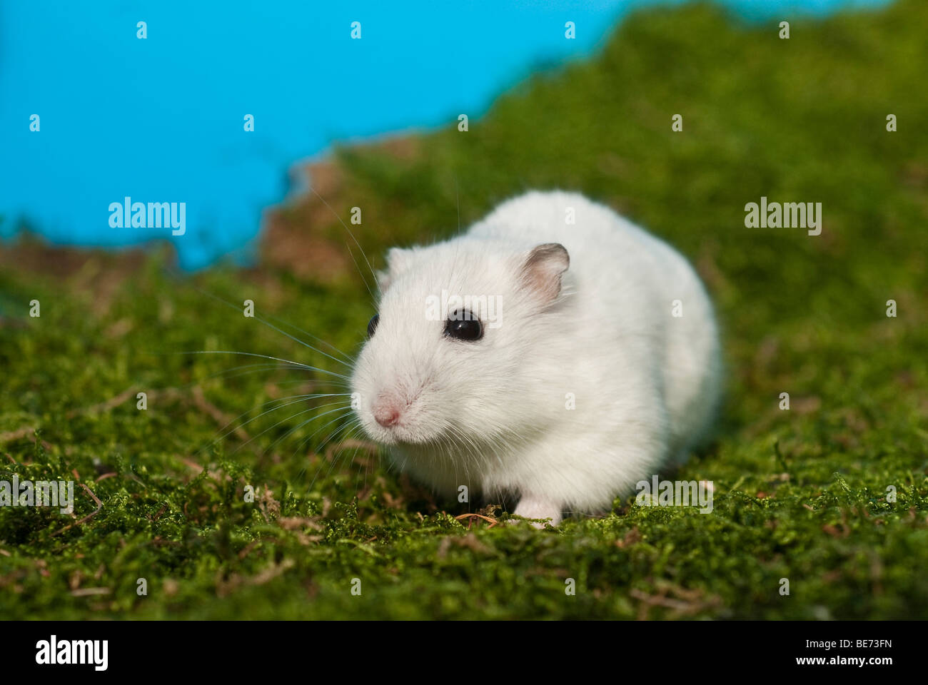 Winterweiss russische Zwerg Hamster Stockfoto