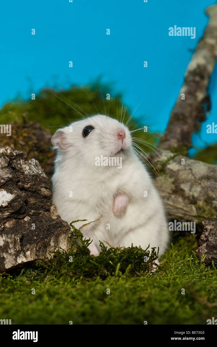 Winterweiss russische Zwerg Hamster Stockfoto