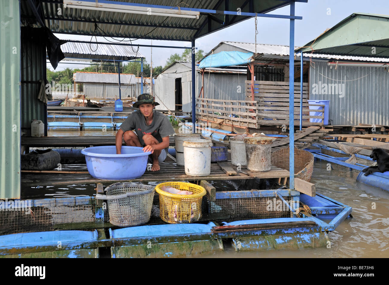 Junger Mann, frischer Fisch auf der Plattform von einer schwimmenden Fischfarm, waschen, Vinh Long, Mekong-Delta, Vietnam, Asien Stockfoto