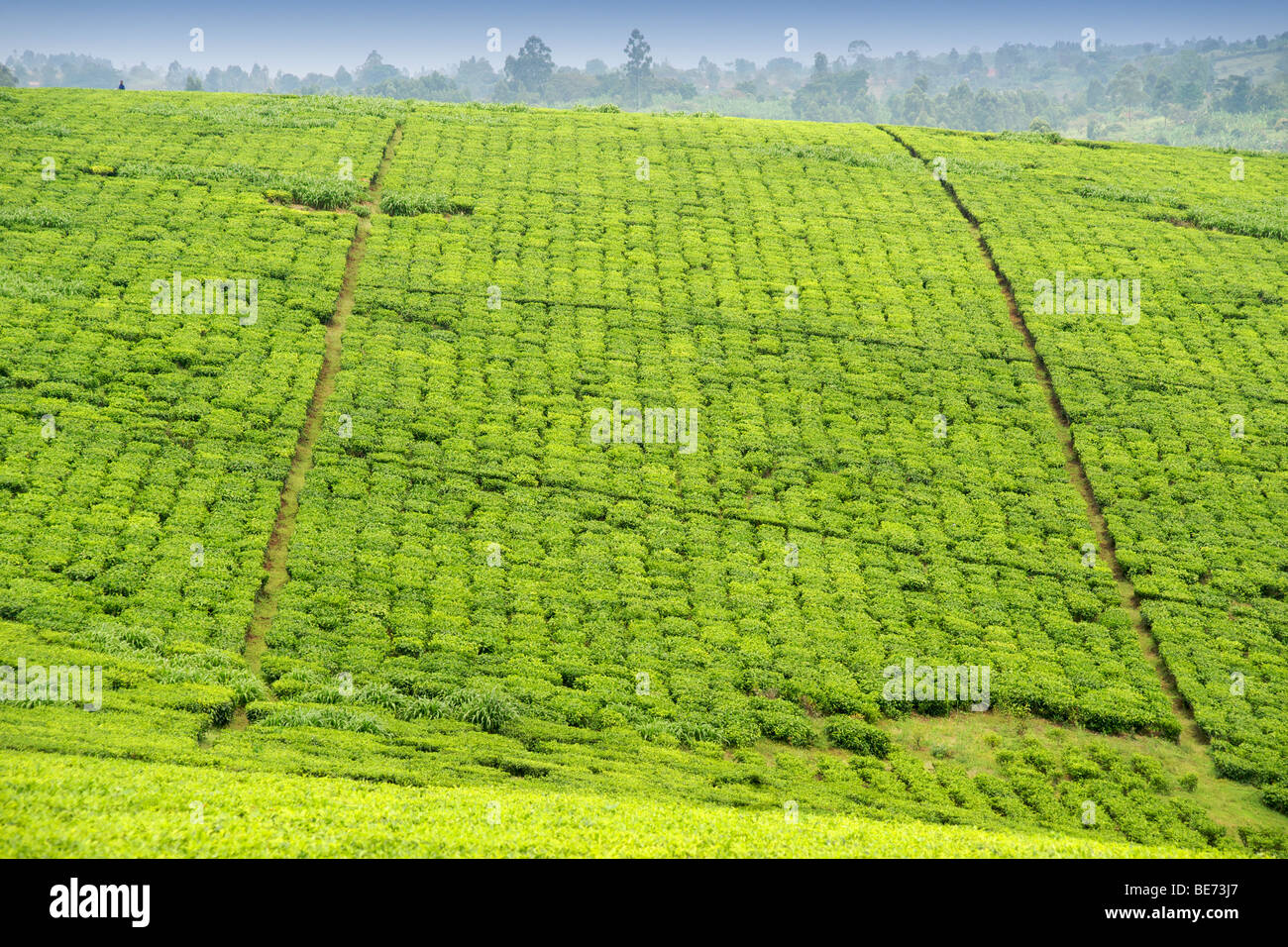 Tee-Plantagen außerhalb der Stadt von Fort Portal im Westen Ugandas. Stockfoto
