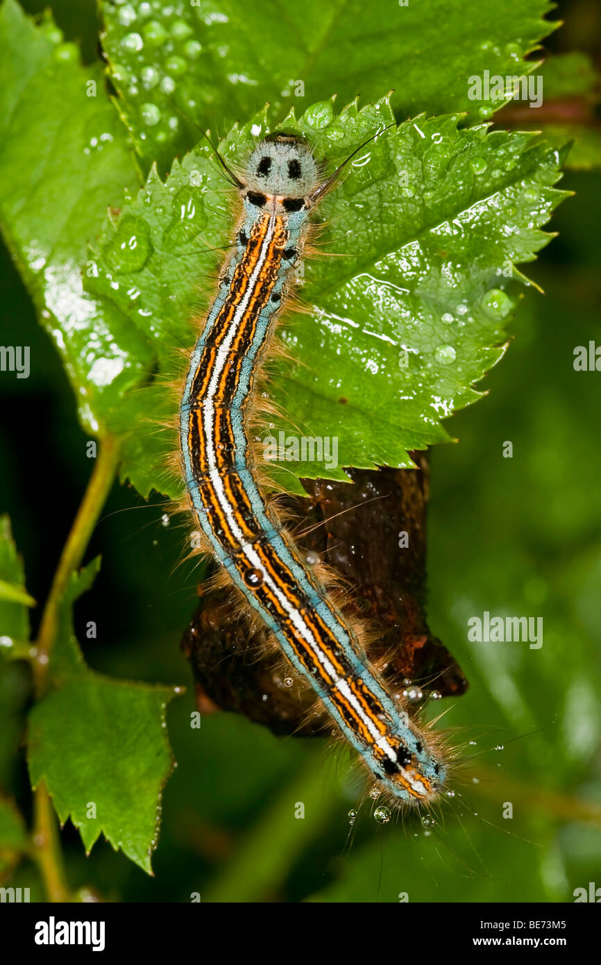 Lakai Motte (Malacosoma Neustrien) Raupe Stockfoto