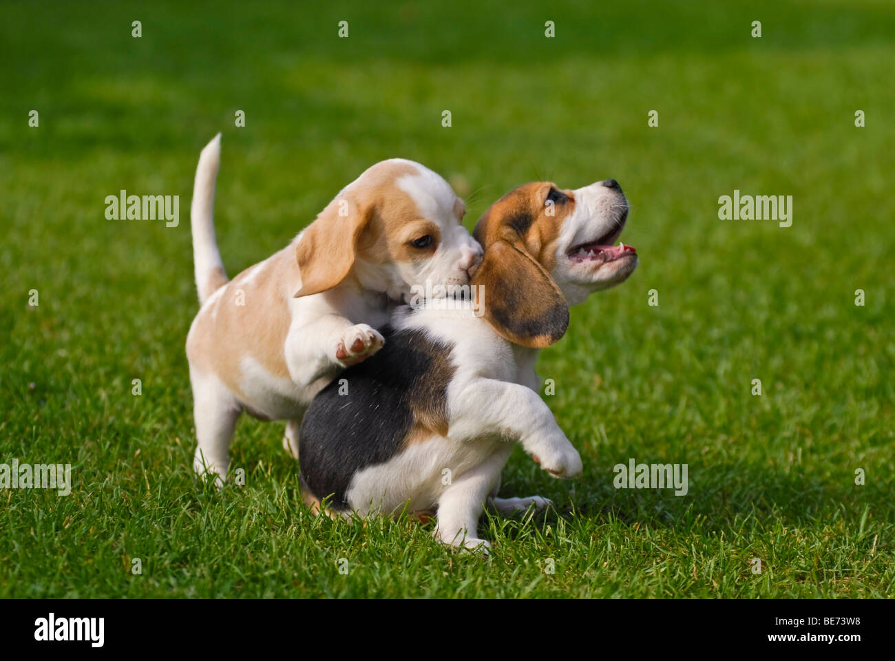 Zwei Beagle Welpen spielen Stockfoto