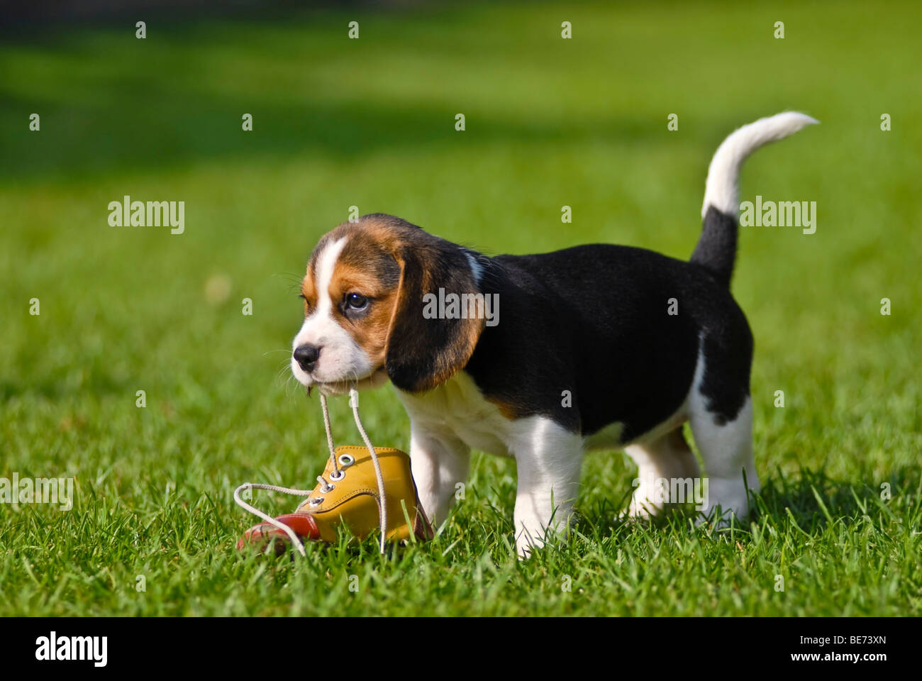 Beagle Welpen spielen mit einem Schuh Stockfoto