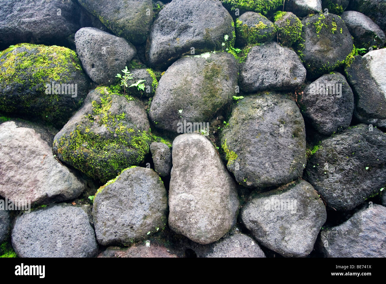 Vegetation auf Felsen wachsen. Stockfoto