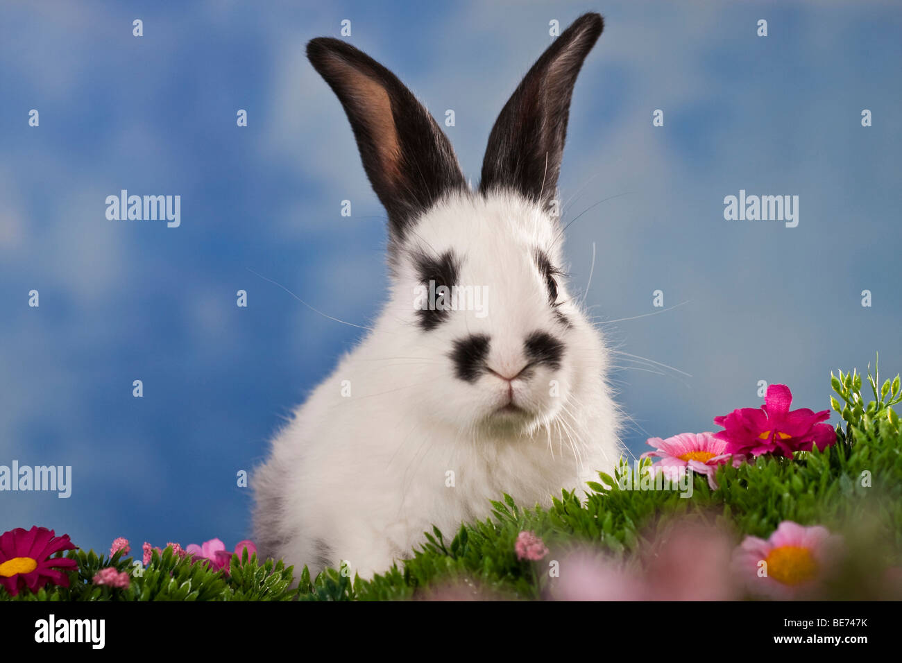 Schwarz-weiß-Kaninchen in Blumenwiese gesichtet Stockfoto