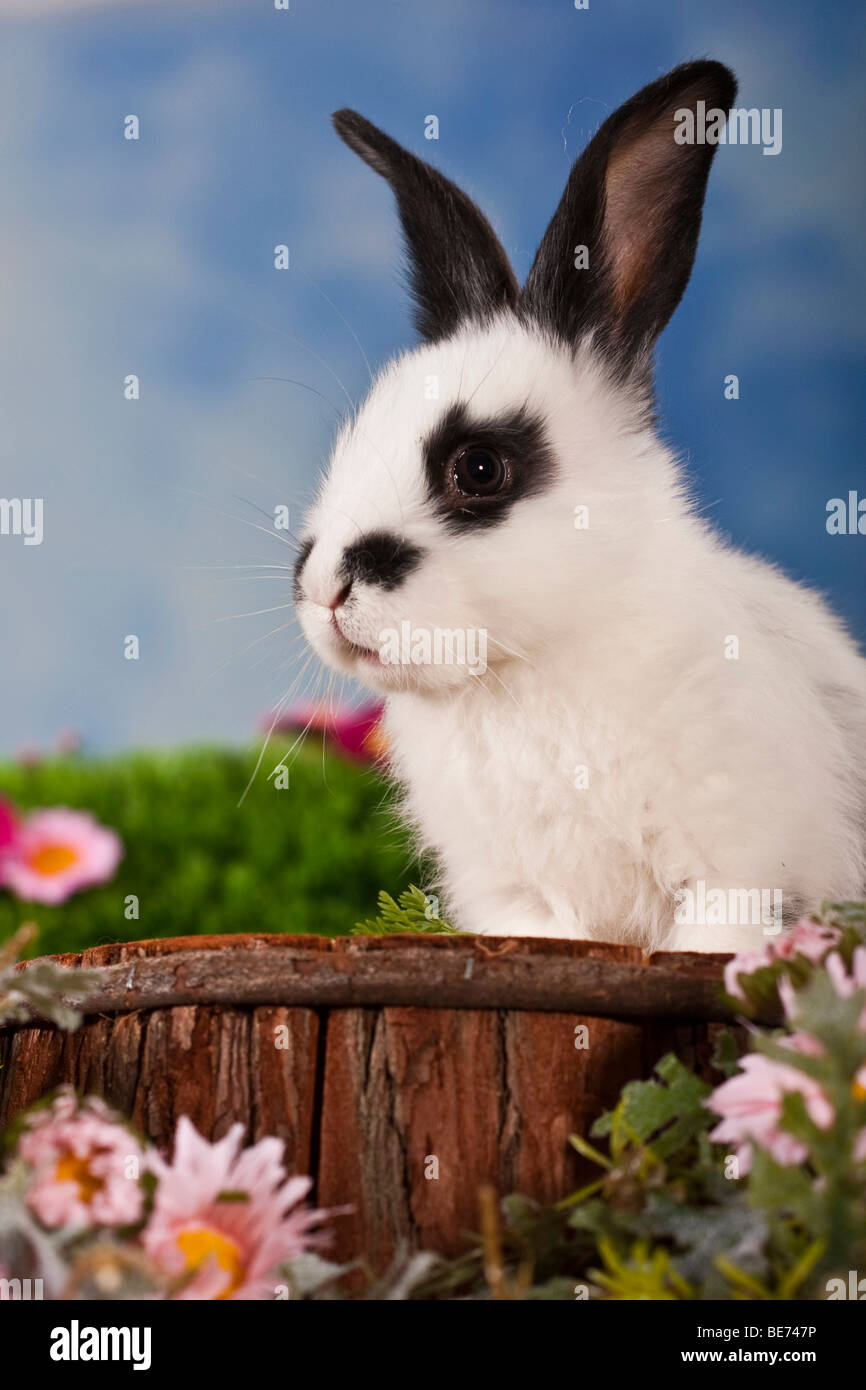 Schwarz-weiß-Kaninchen, umgeben von Blumen, auf hölzernen Schemel gesichtet Stockfoto