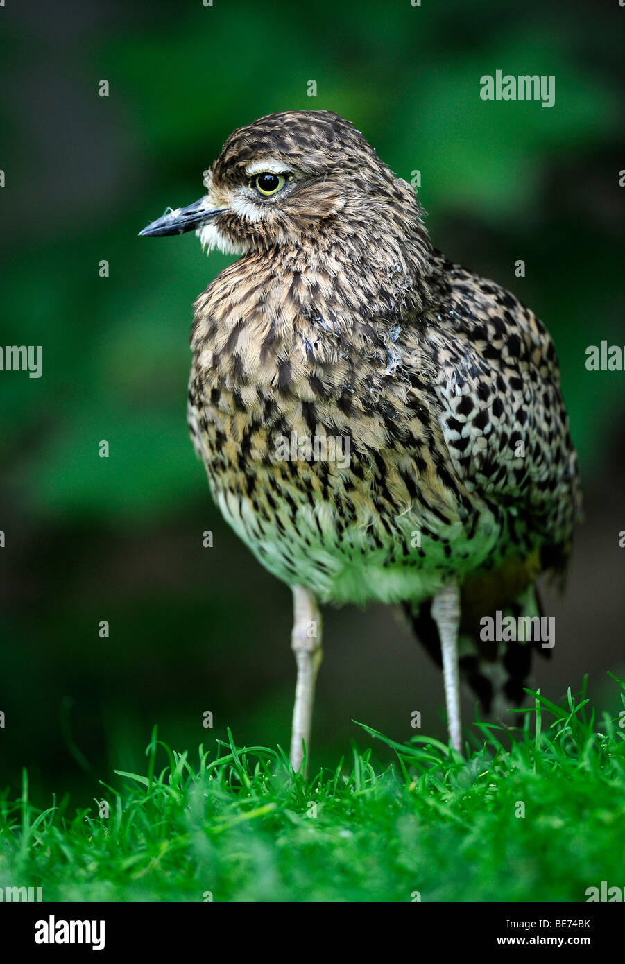 Gefleckte Thick-knee (Burhinus Capensis) Stockfoto