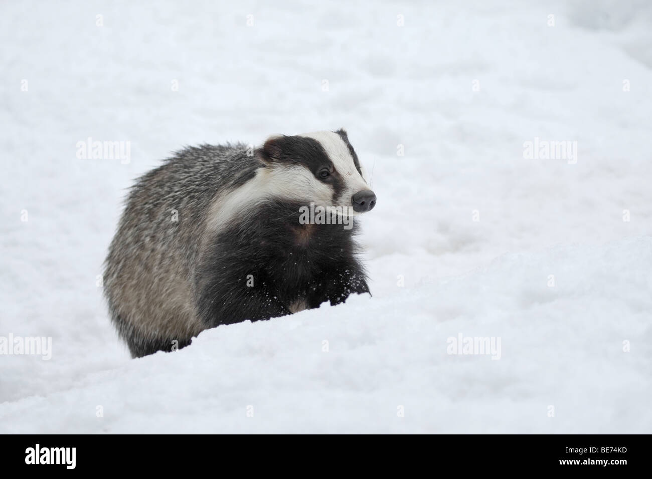 Ein Dachs Jagd im Schnee Stockfoto