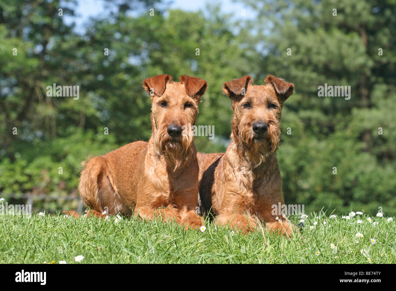 Zwei Irish Terrier, die nebeneinander auf einer Wiese liegend Stockfoto